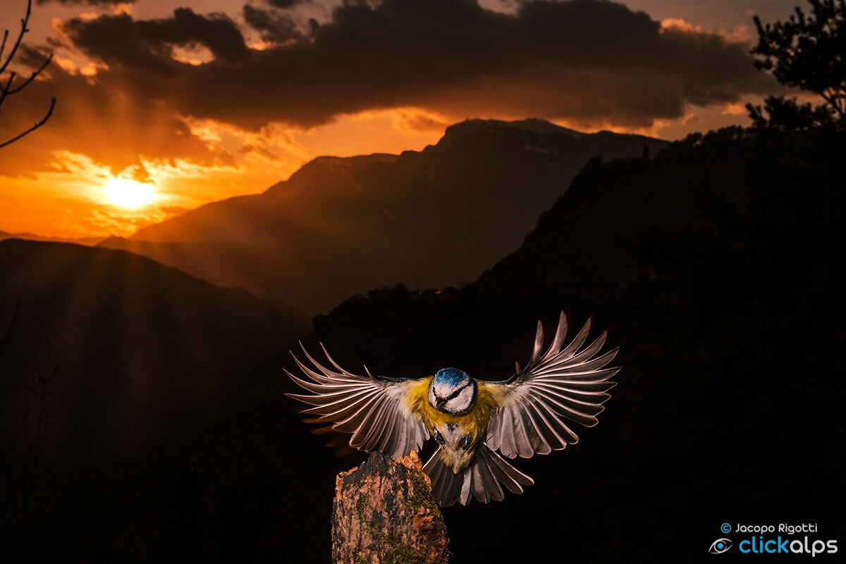 cinciarella e paganella