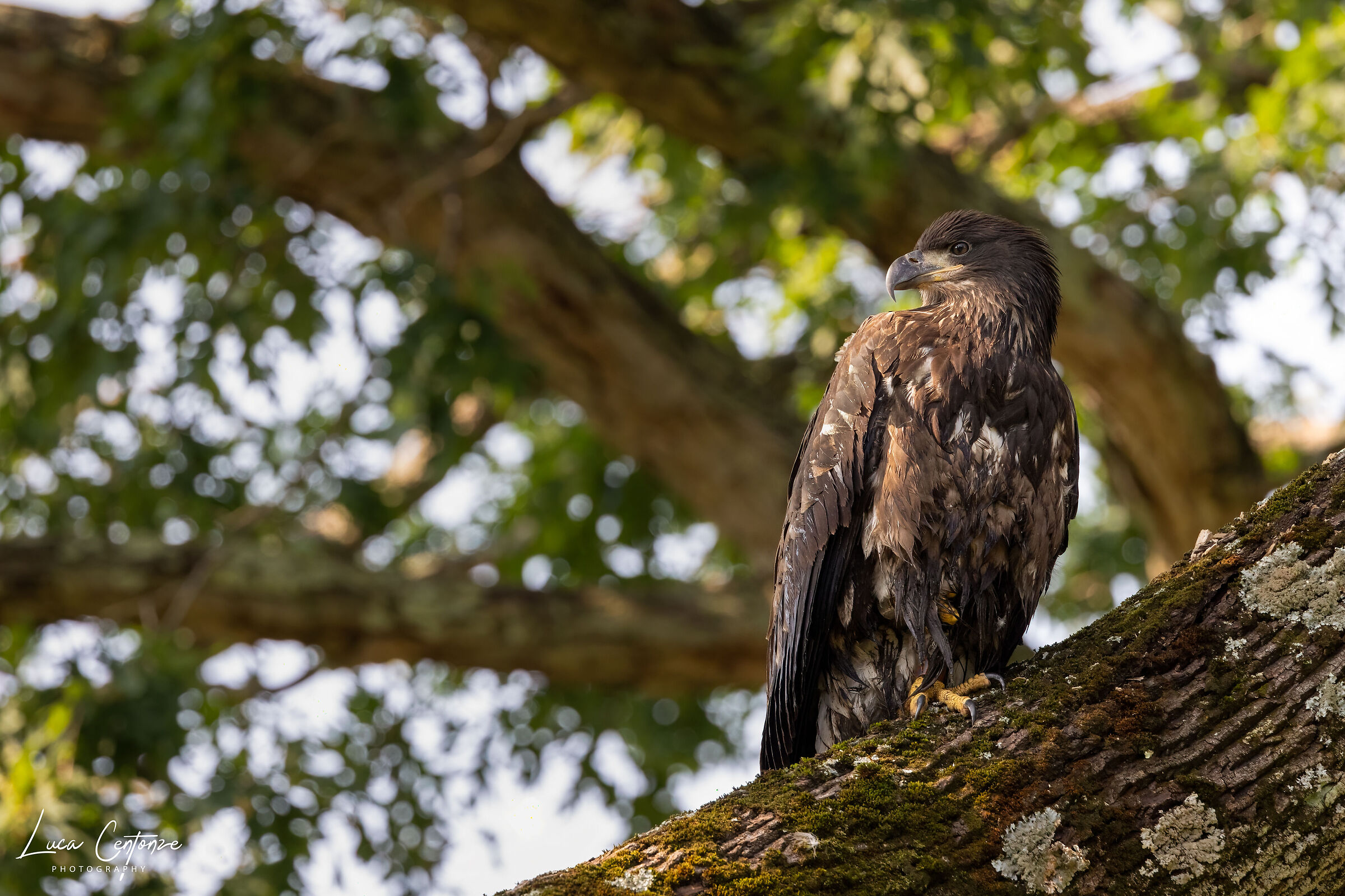 Giovane Bald Eagle (Haliaeetus leucocephalus)