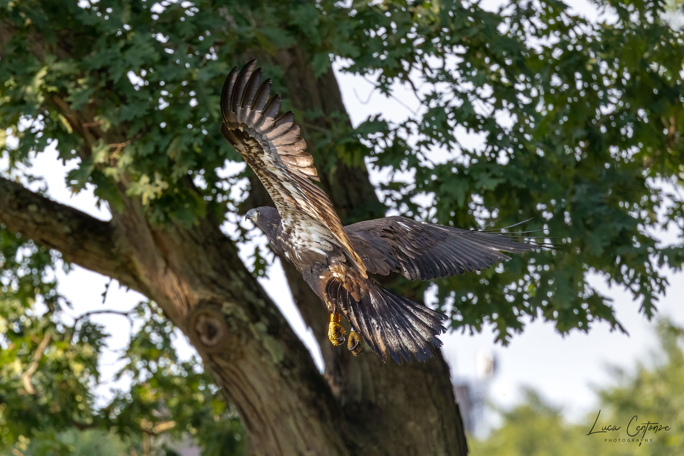 Giovane Bald Eagle (Haliaeetus leucocephalus)