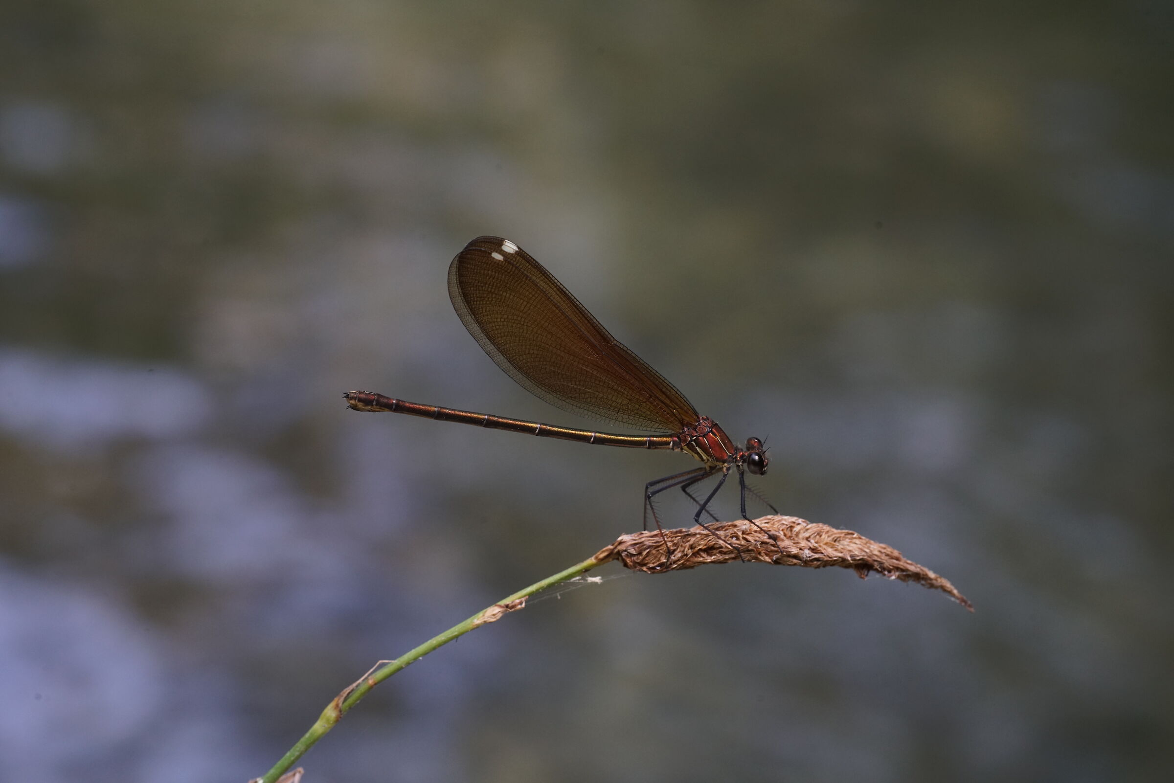 Calopteryx haemorrhoidalis