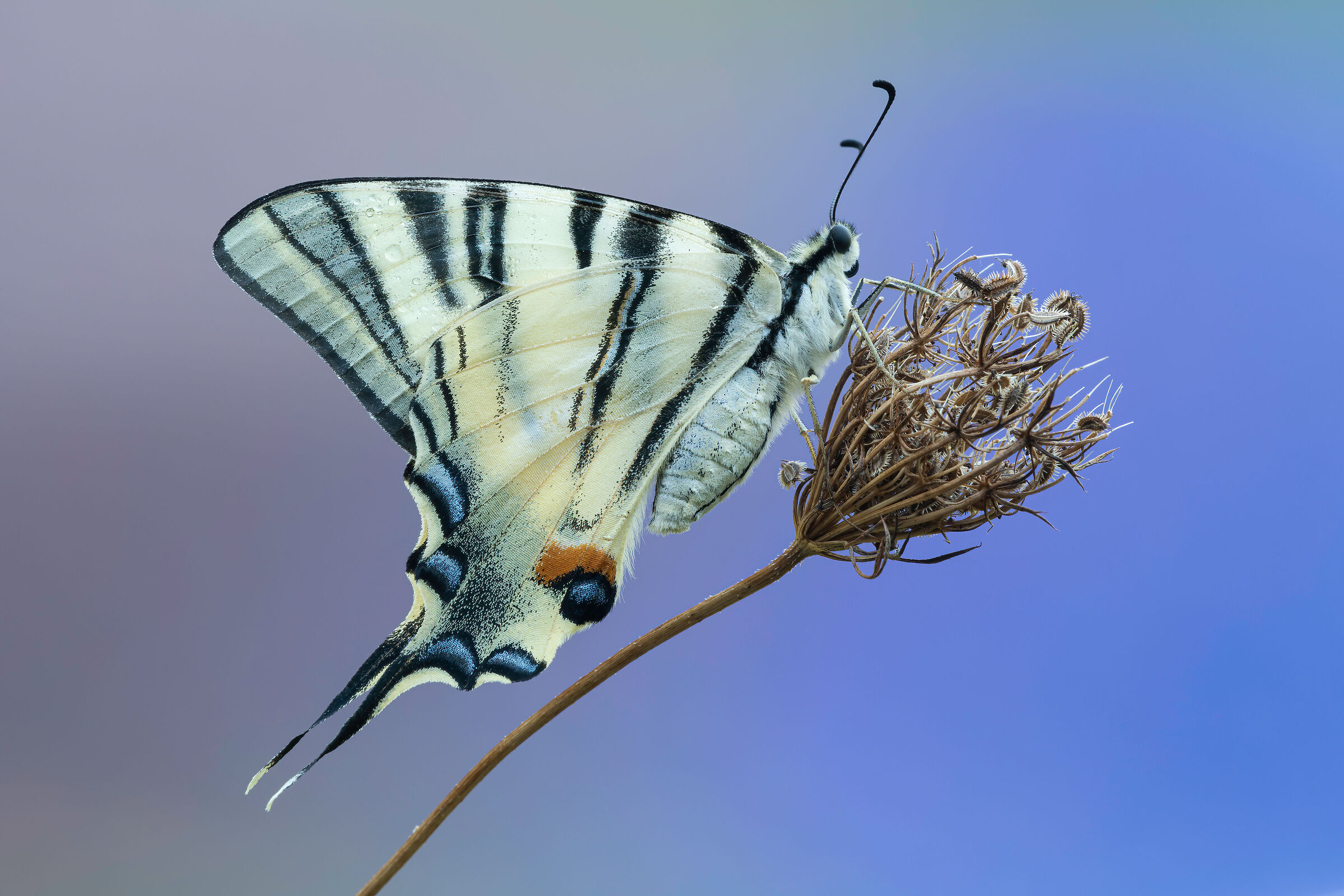 Scarce swallowtail
