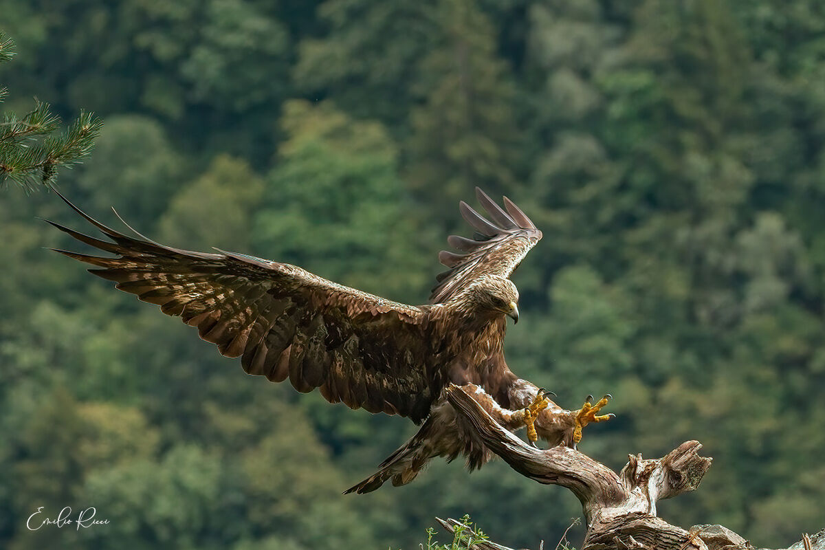 aquila reale -Alpi Italiane-