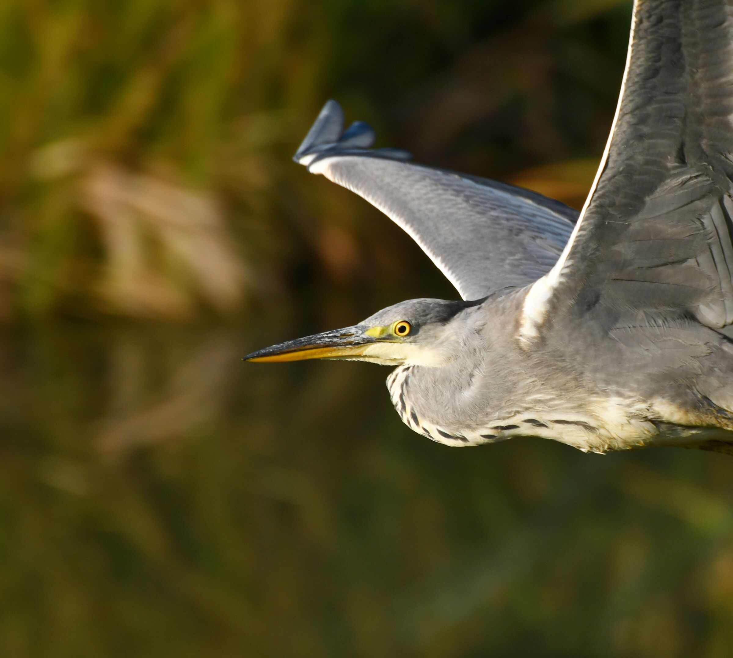 Airone...troppo vicino!!!