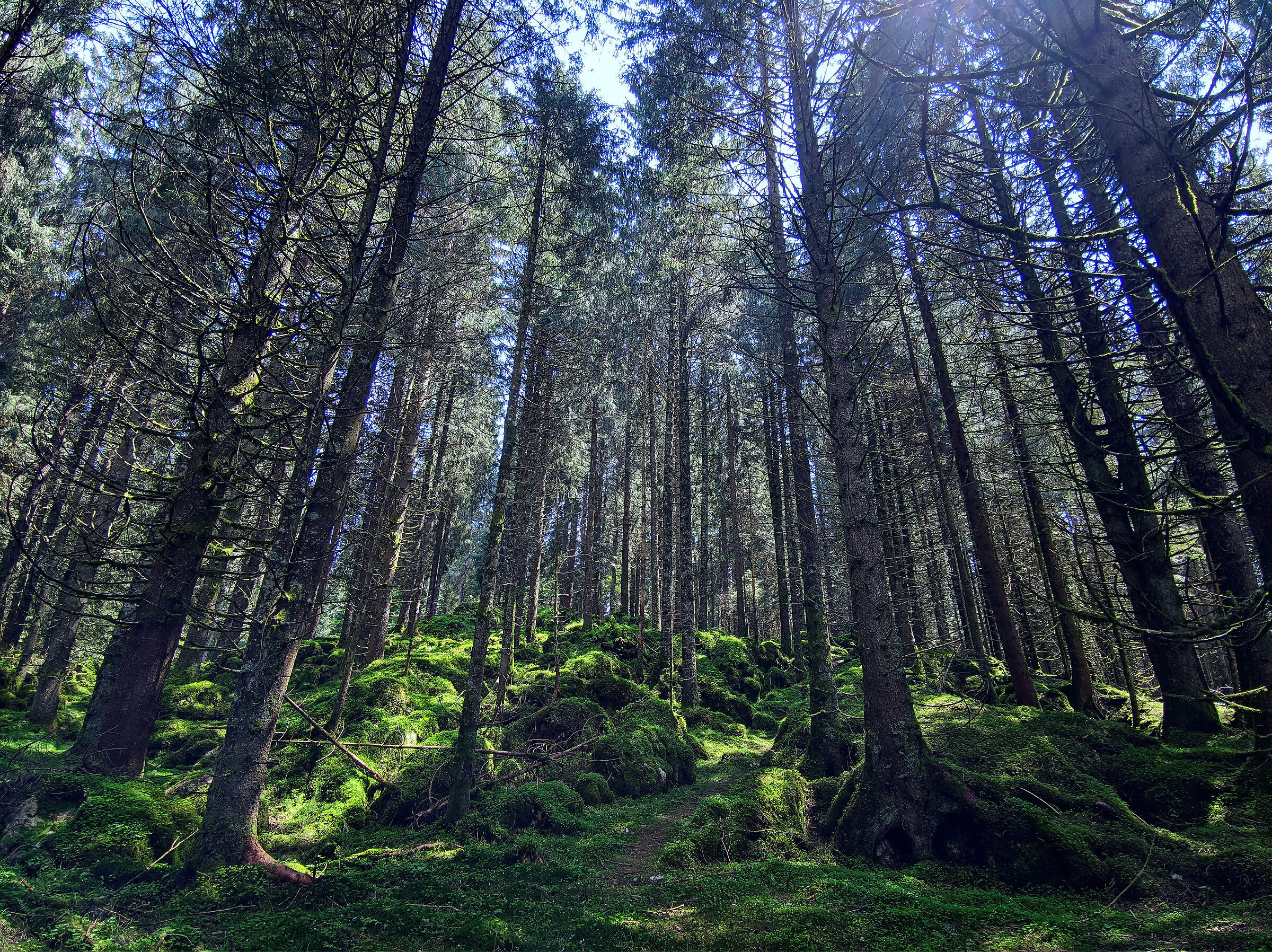 relaxation in cansiglio