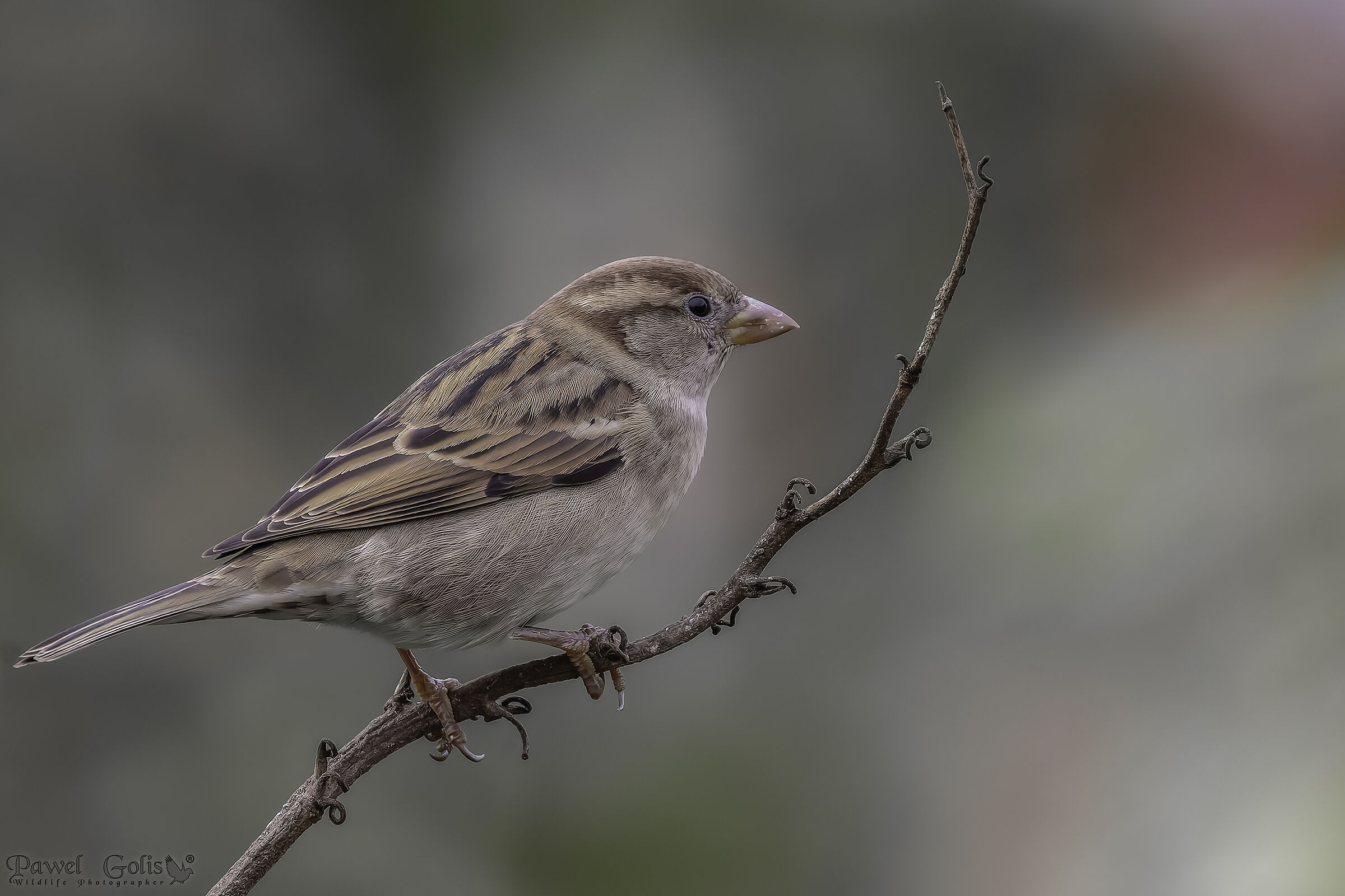Passero domestico (Passer domesticus)