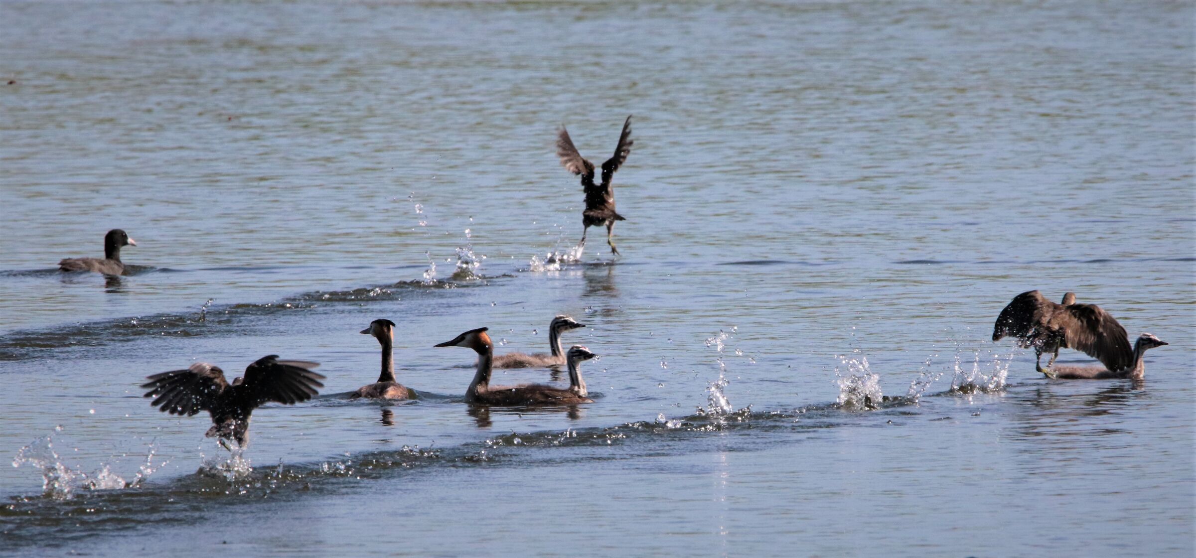 "fuga x la vittoria"