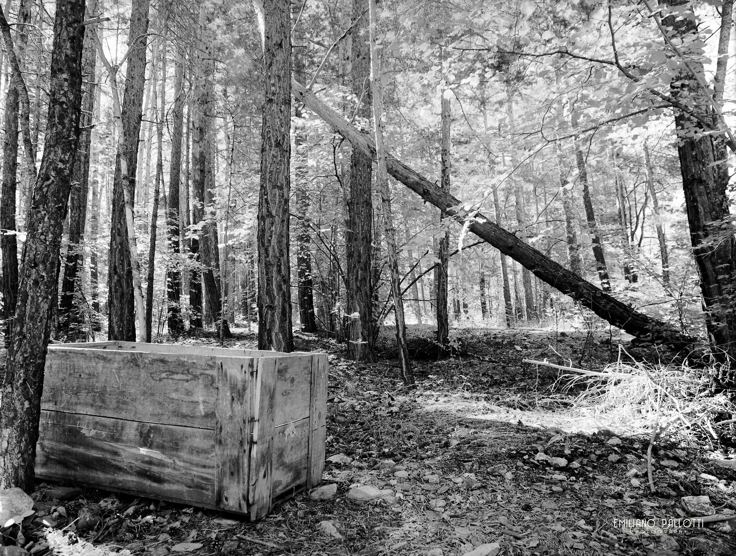 Abandoned trunk