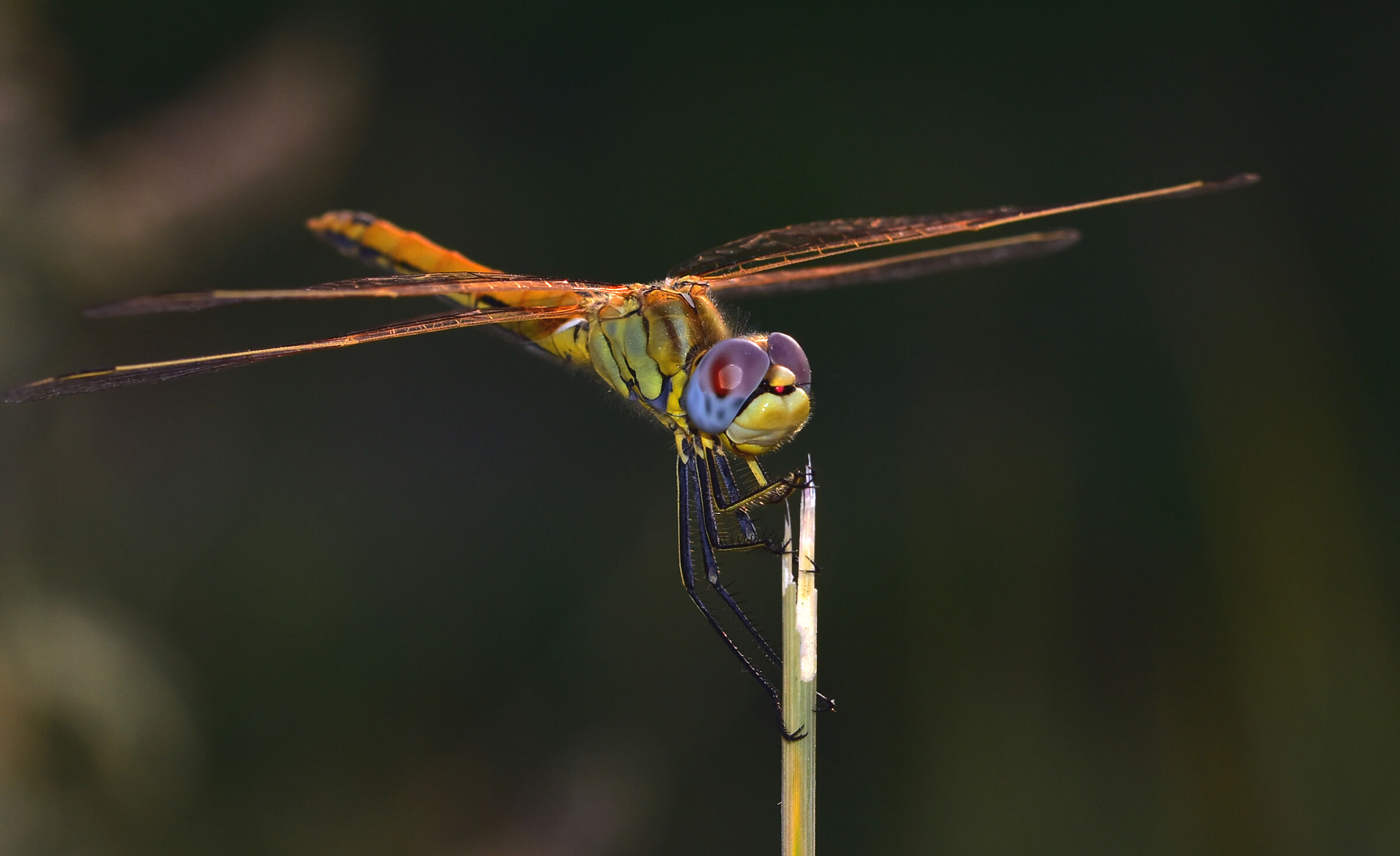 Dragon fly just lended