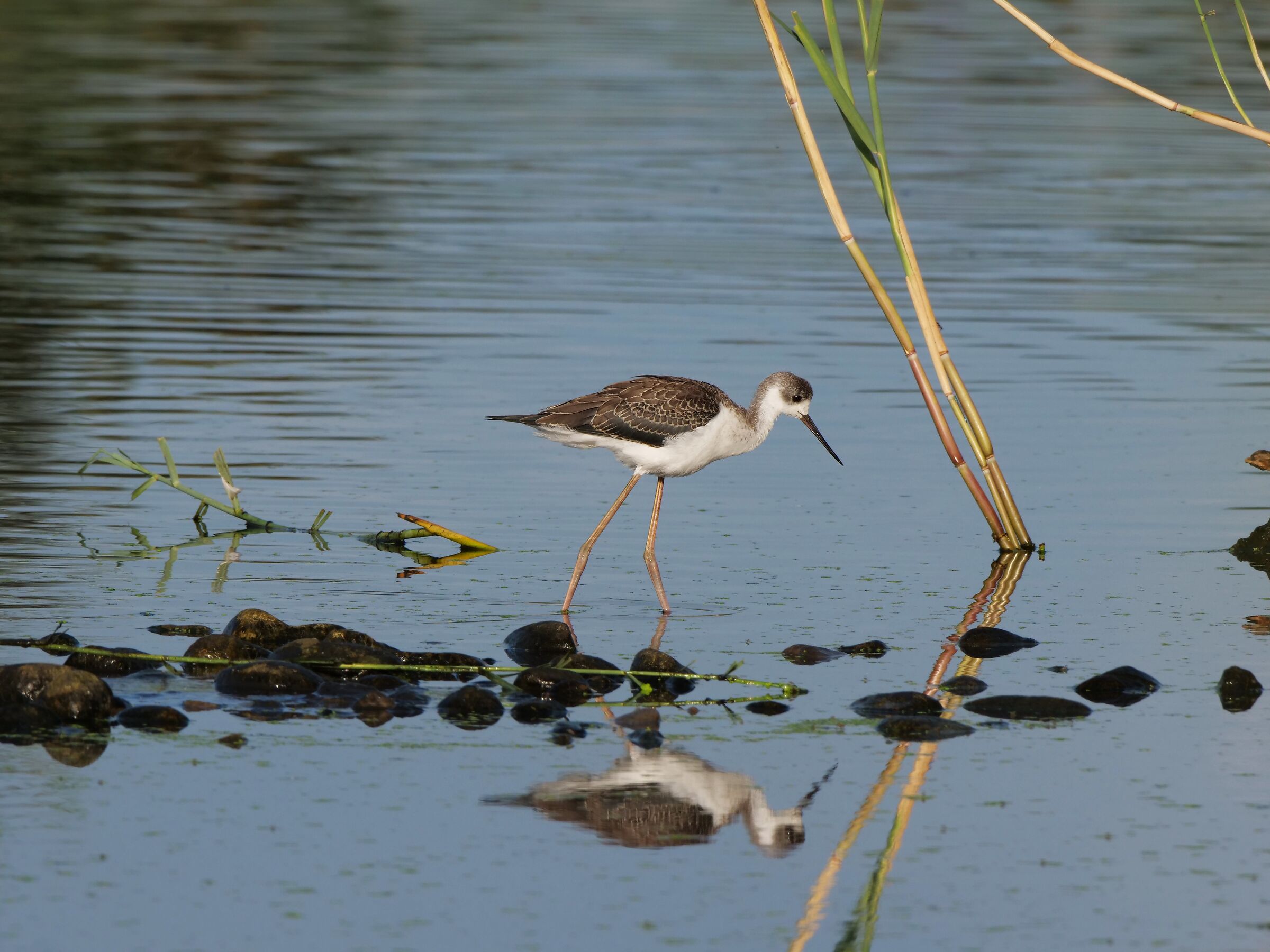 Immaturo di Cavaliere d'Italia (Himantopus himantopus)