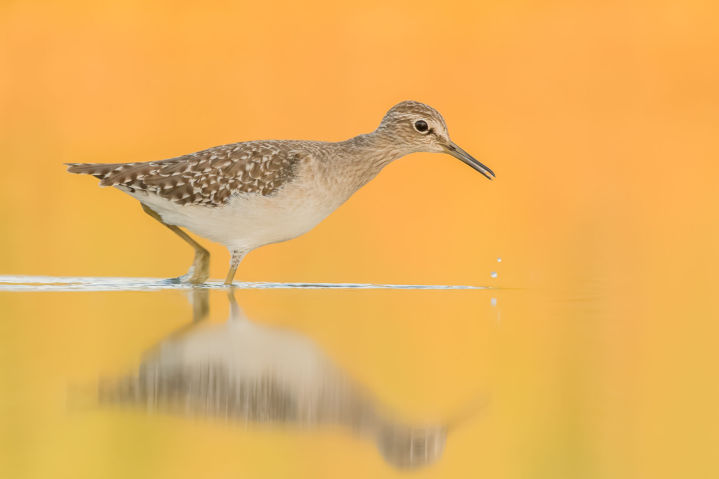 Piro Piro boschereccio