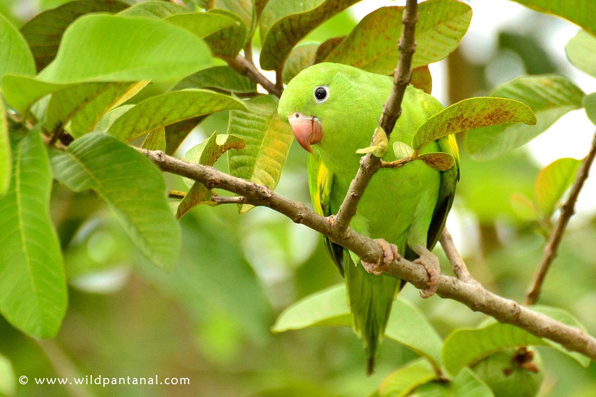 Brotegeris chiriri / Yellow-chevroned Parakeet