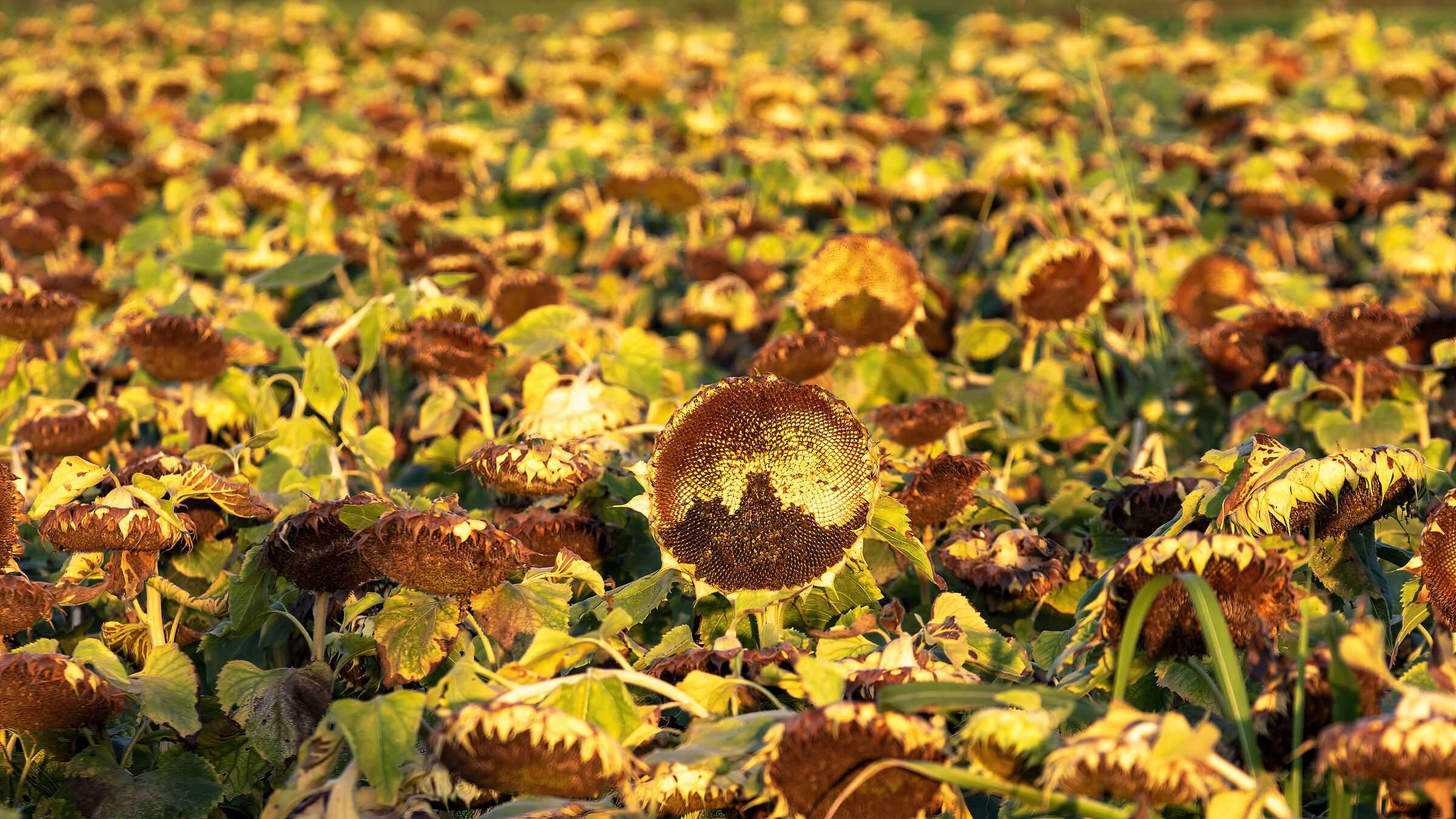 Mi spezzo ma non mi piego