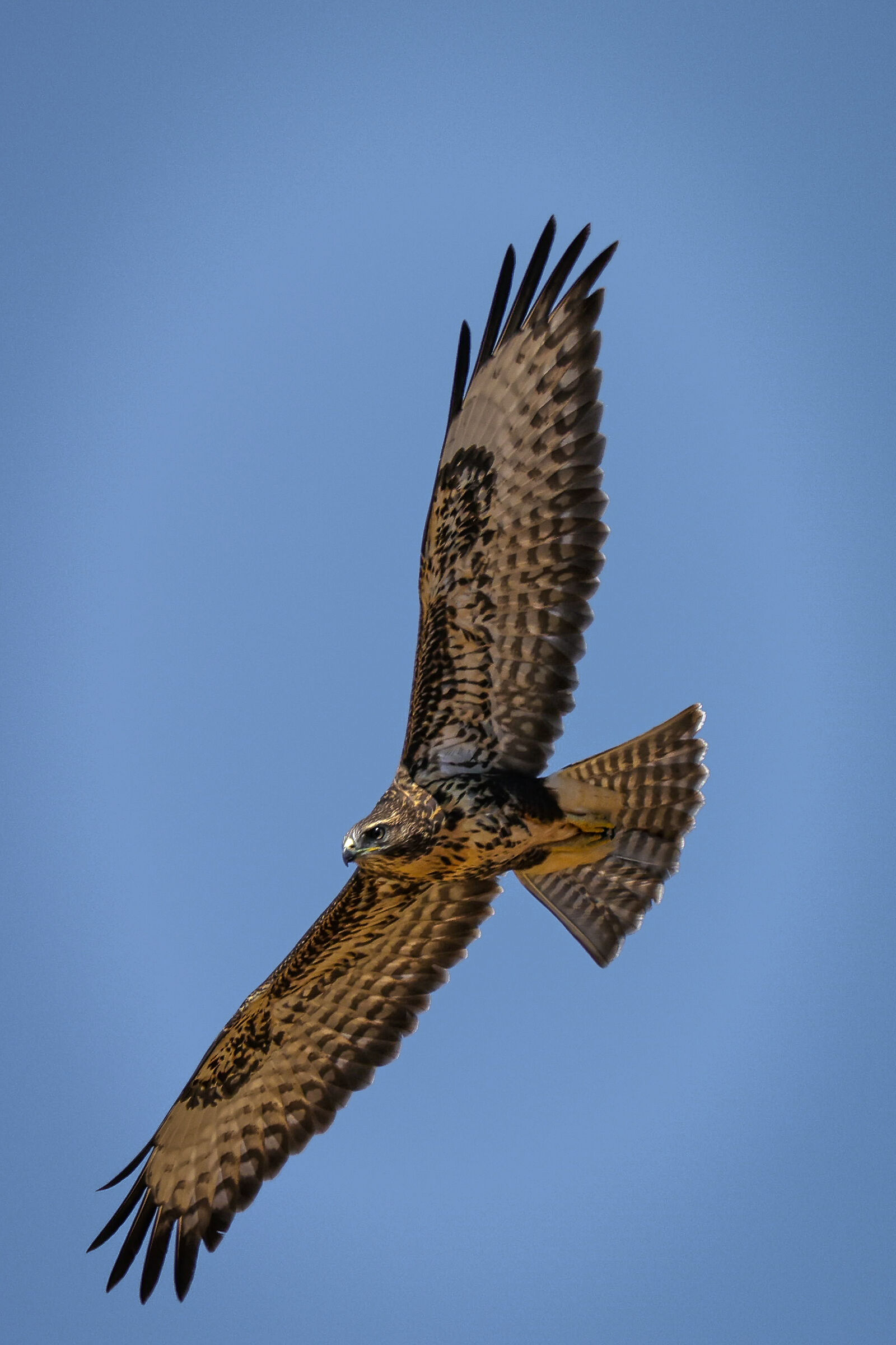 Buzzard