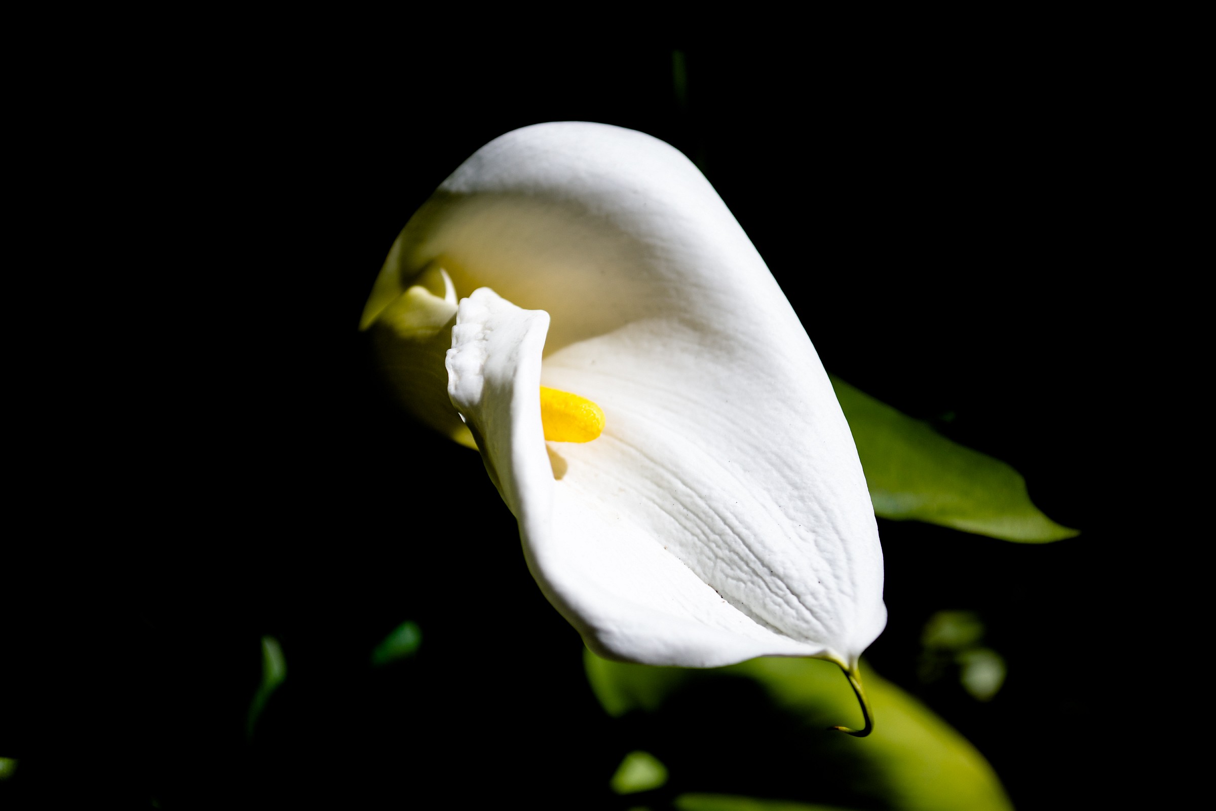 calla