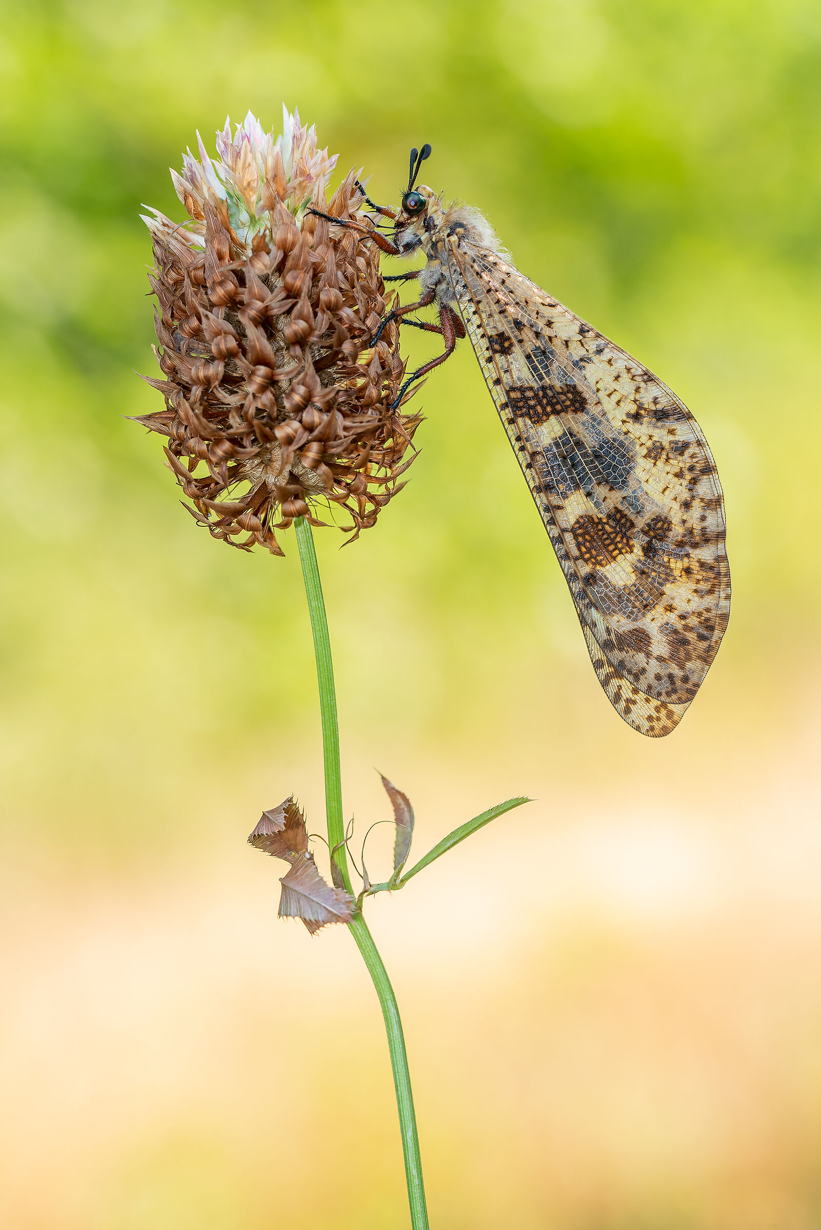 Palpares libelloides