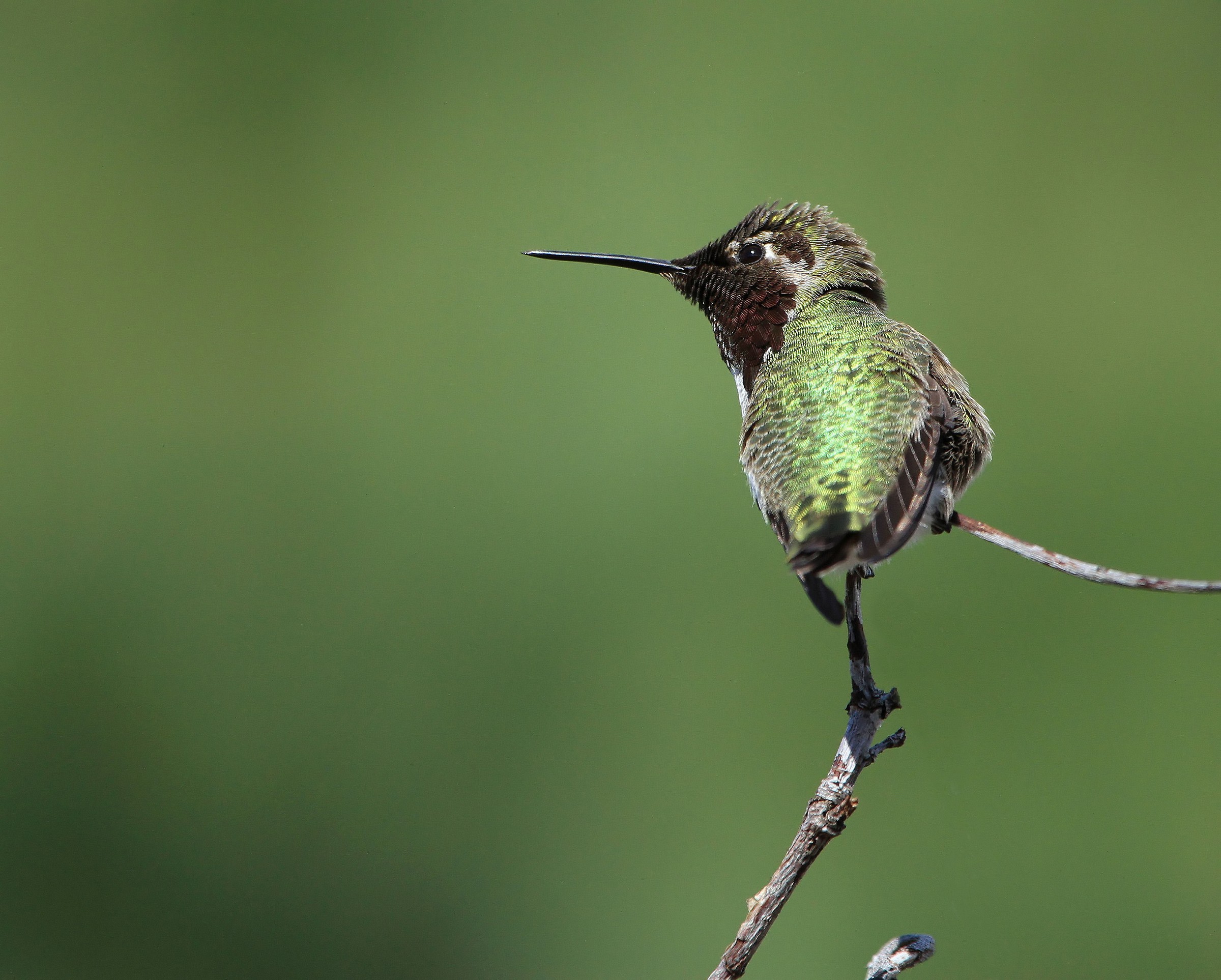 Anna's Hummingbird