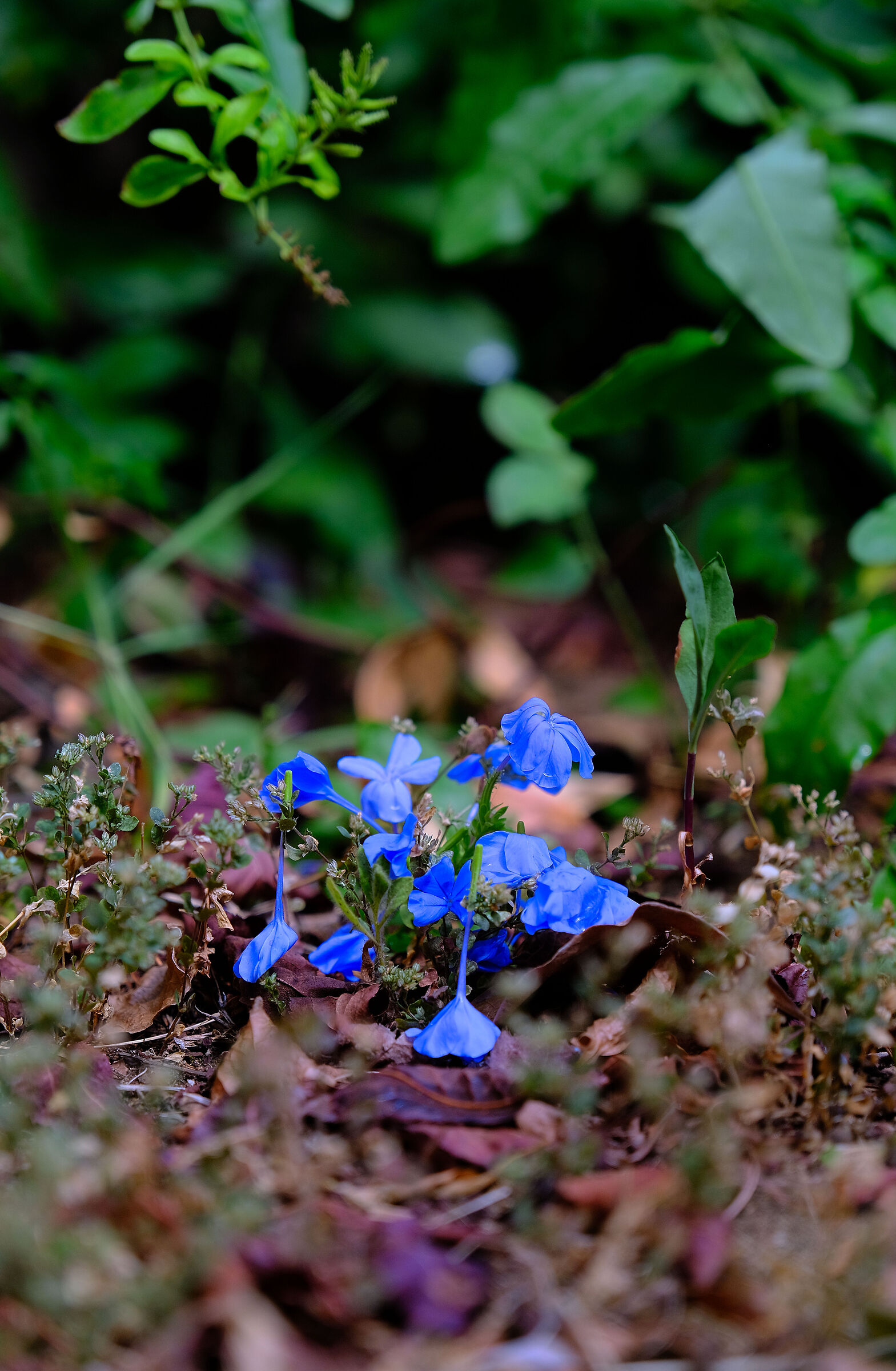 Distinguiti … non confonderti!!!