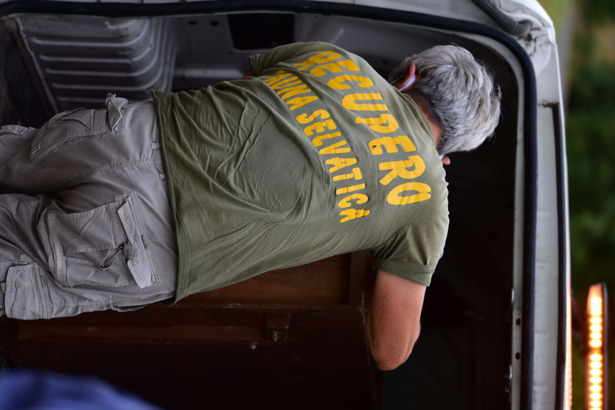 #recupero aquila reale