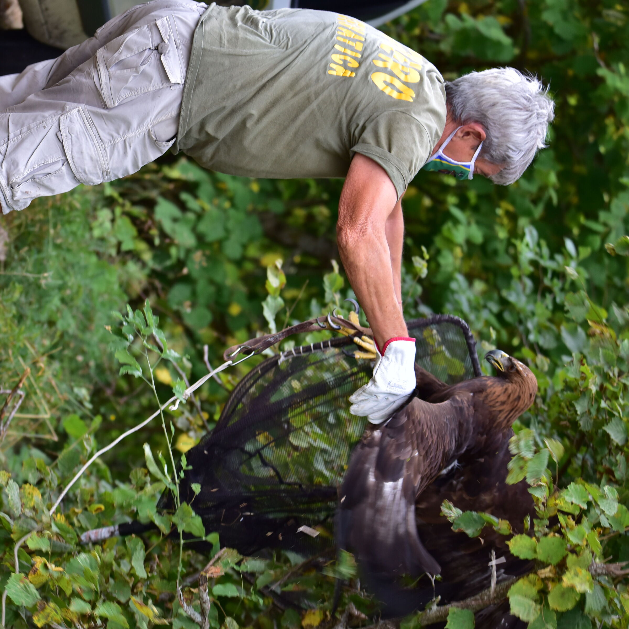 #recupero aquila reale
