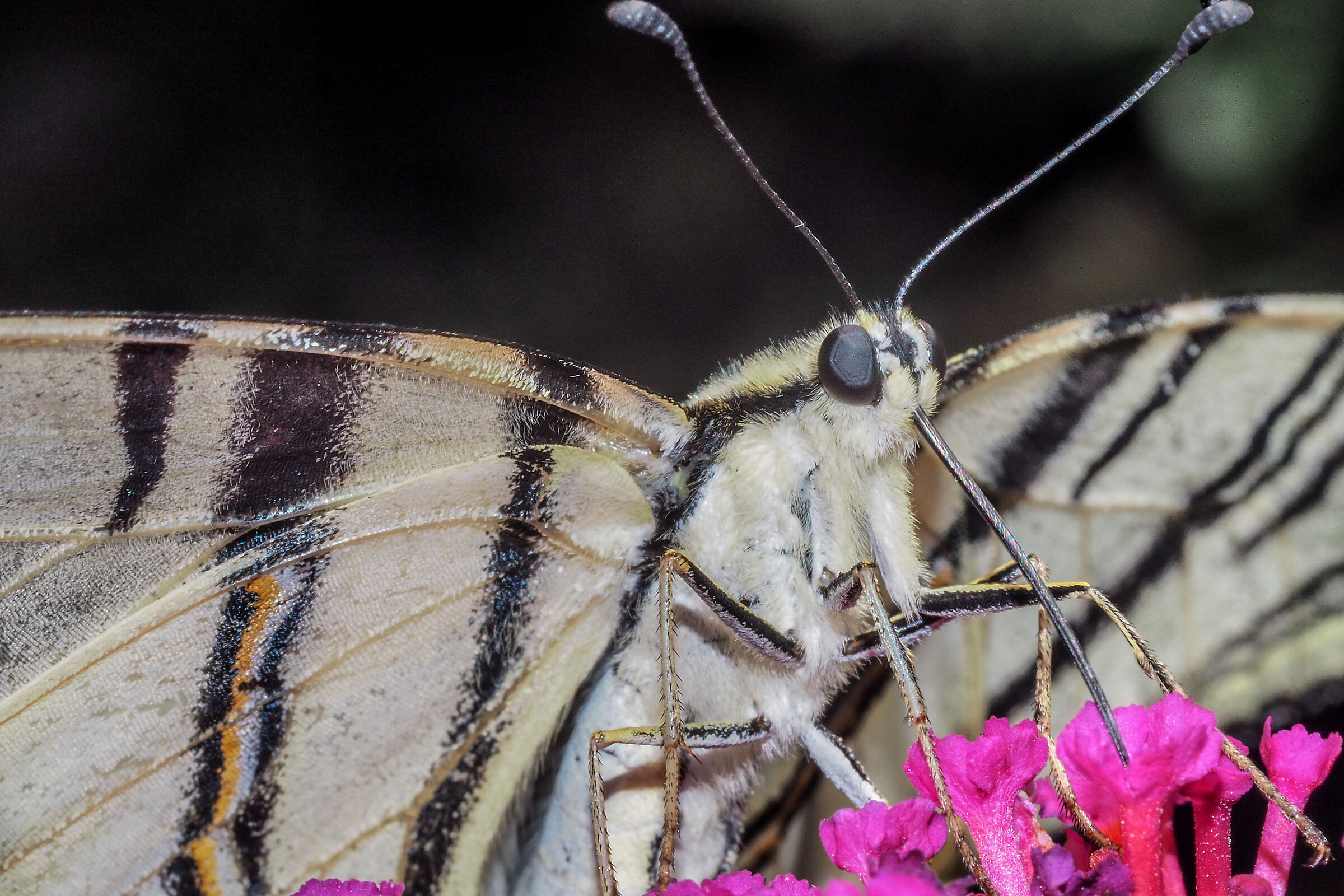 The Podalirio has breakfast