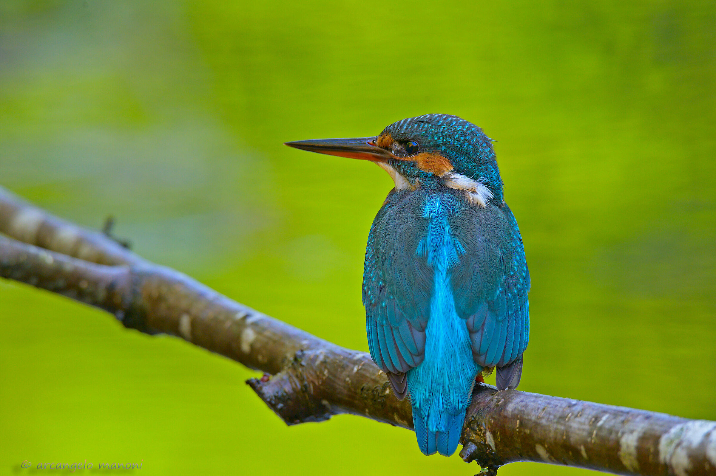 My shed in your eyes