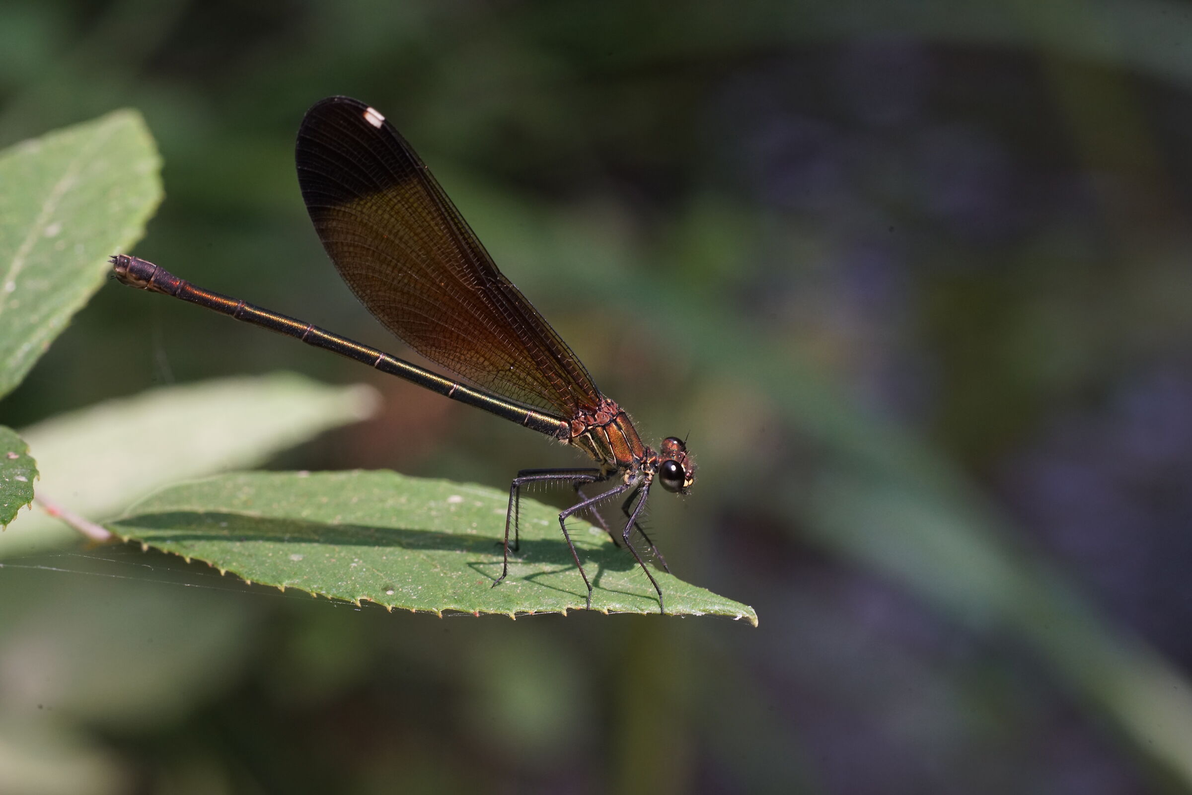 Calopteryx haemorrhoidalis