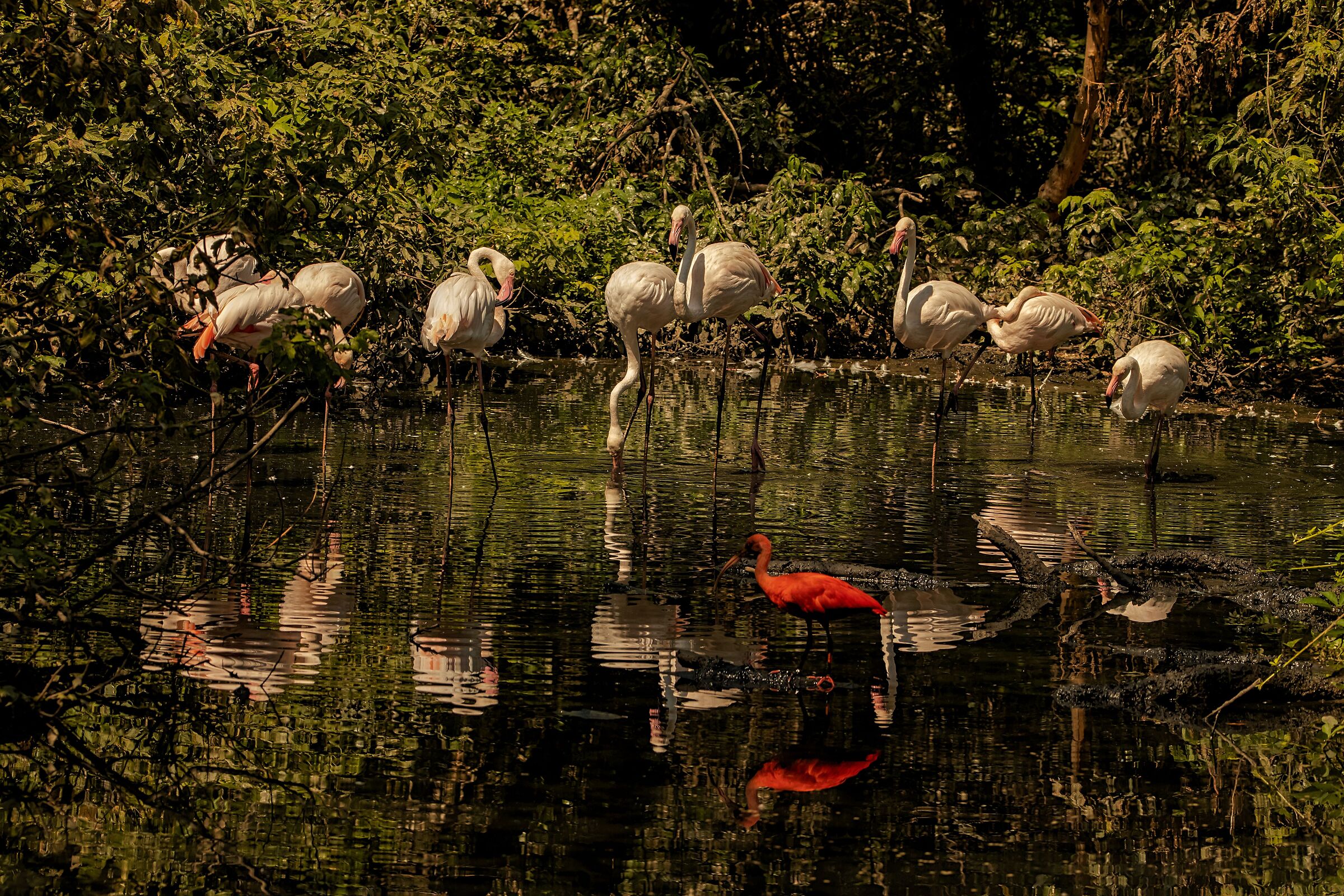 Pink Flamingos in group 12/08/2021