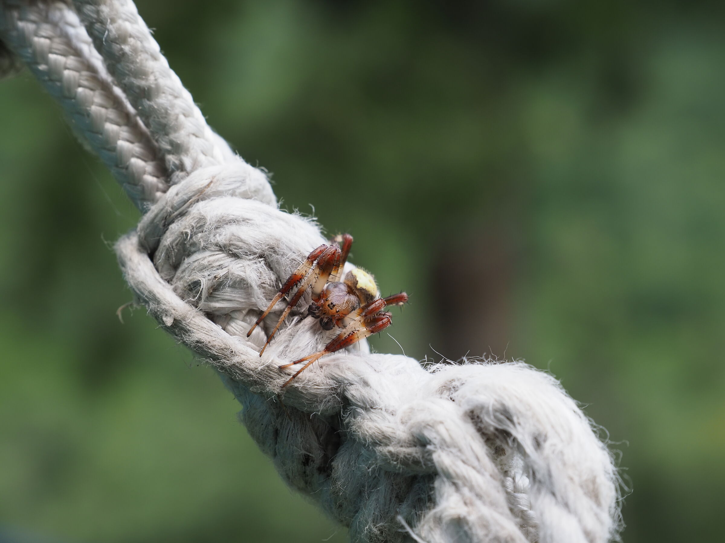 Spider