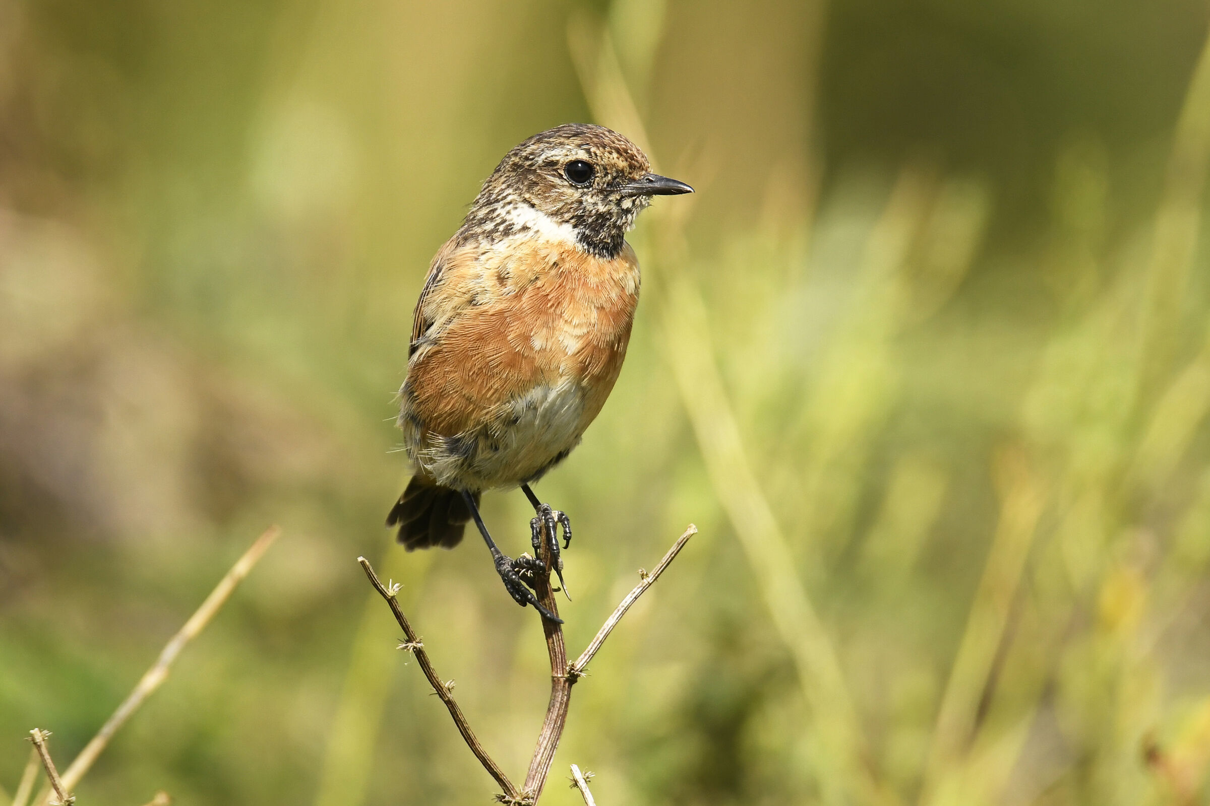 Saltimpalo (Stonechat)