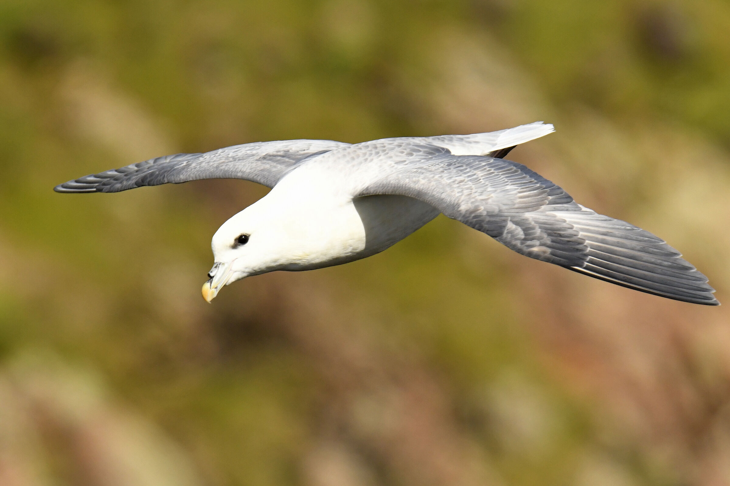 Fulmaro (Fulmar)