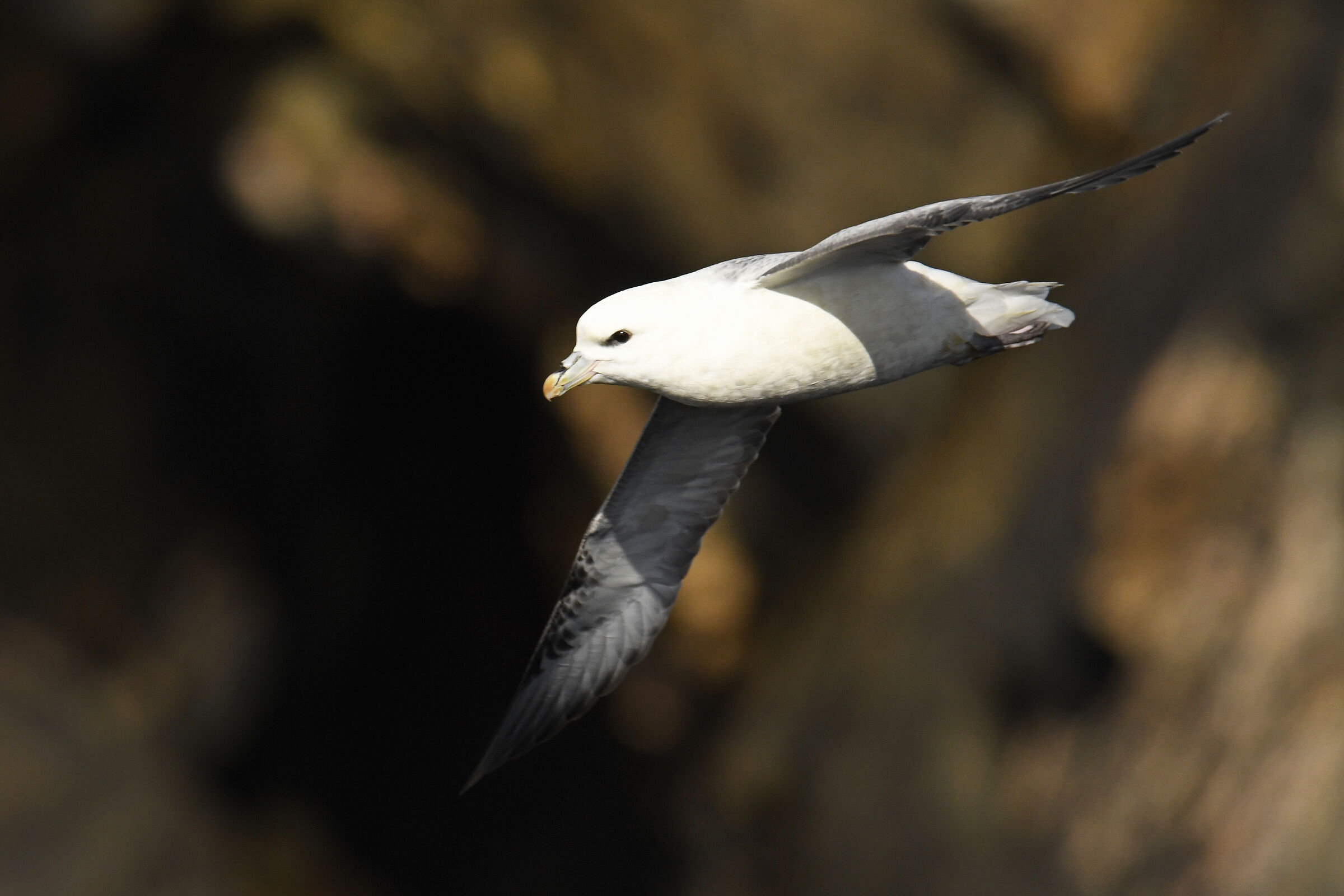 Fulmaro (Fulmar)