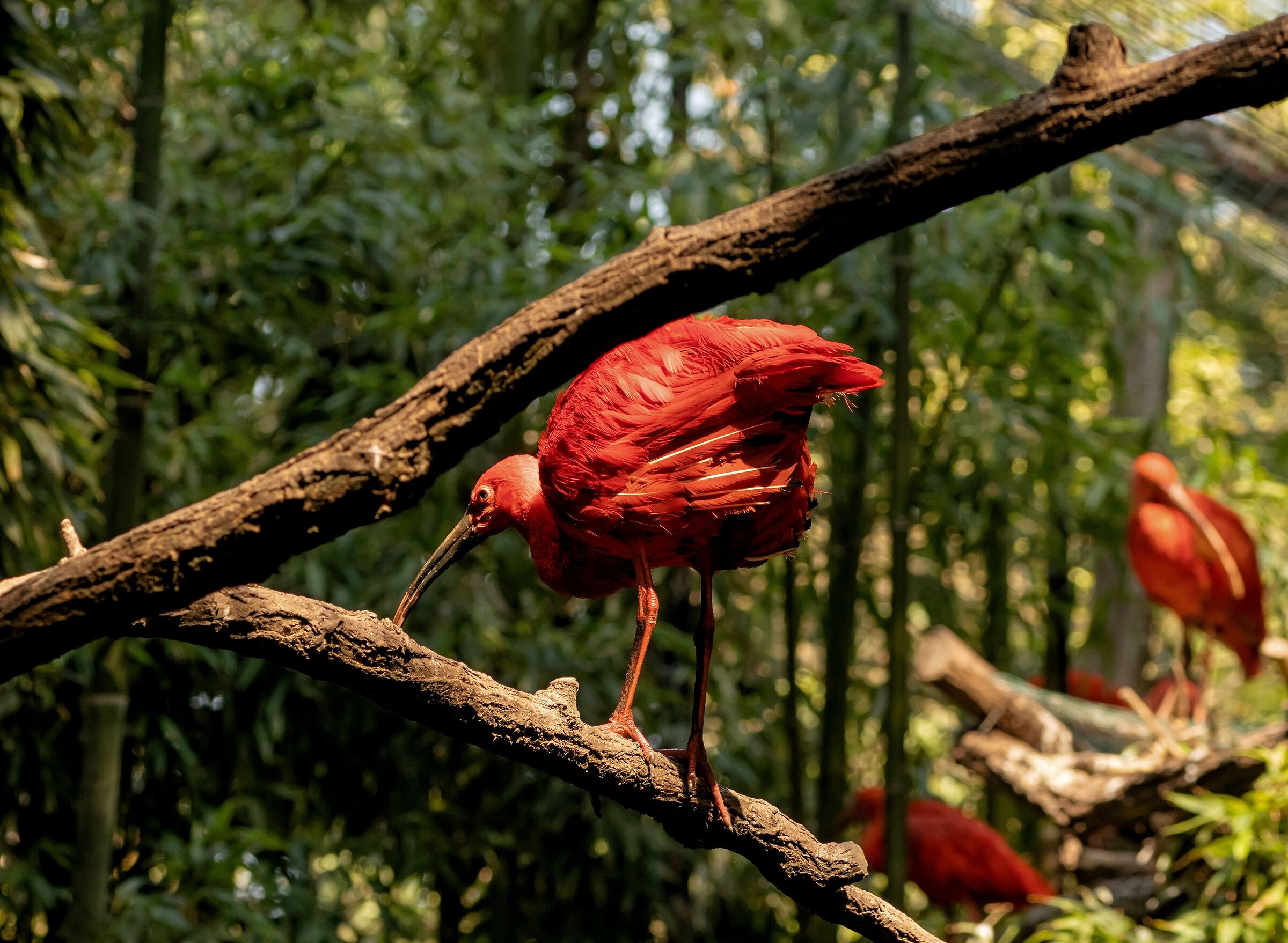 Ibis Sacro Rosso 12/08/2021 Oasi Sant'Alessio (PV)