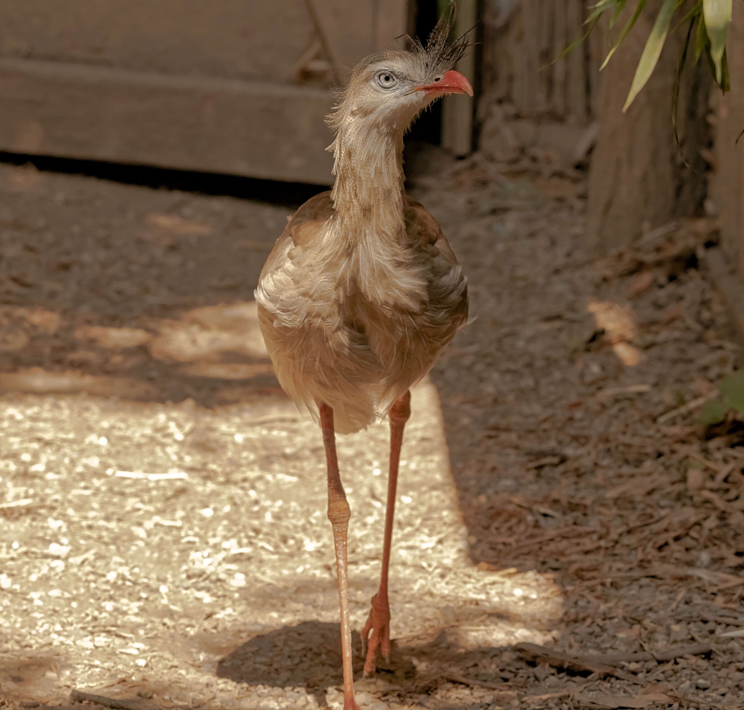 Cariama Cristata 12/08/2021 Oasi Sant'Alessio (PV)