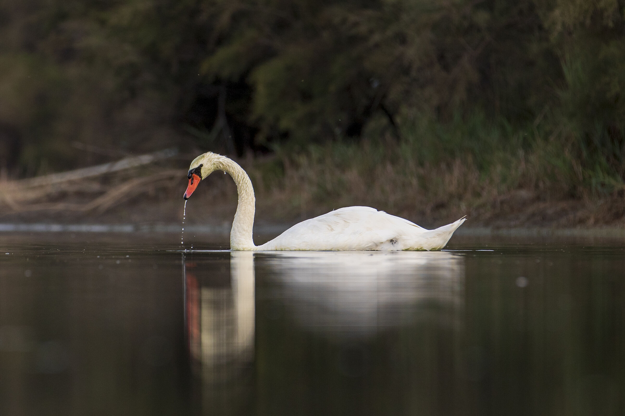 Mute swan