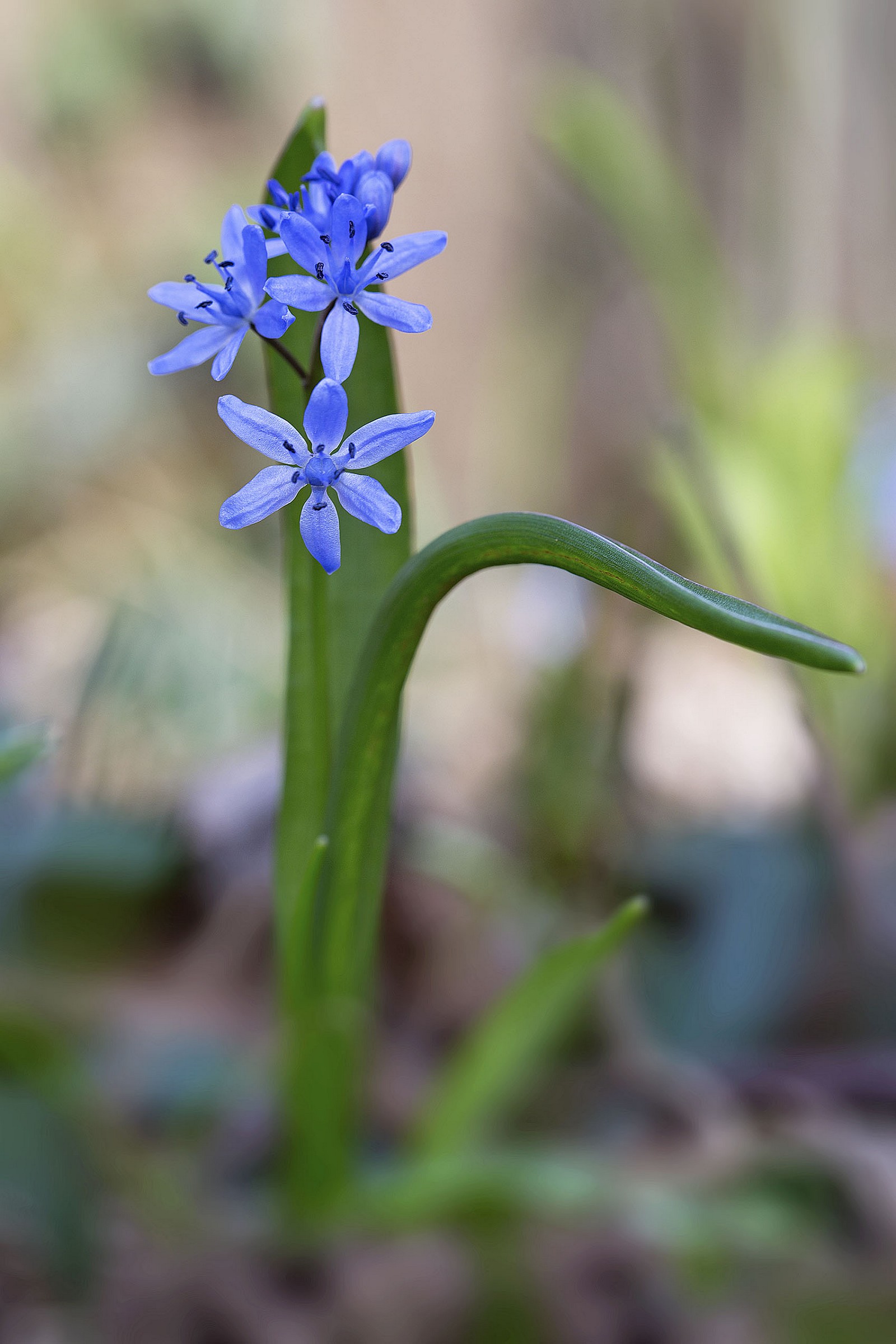 Scilla bifolia