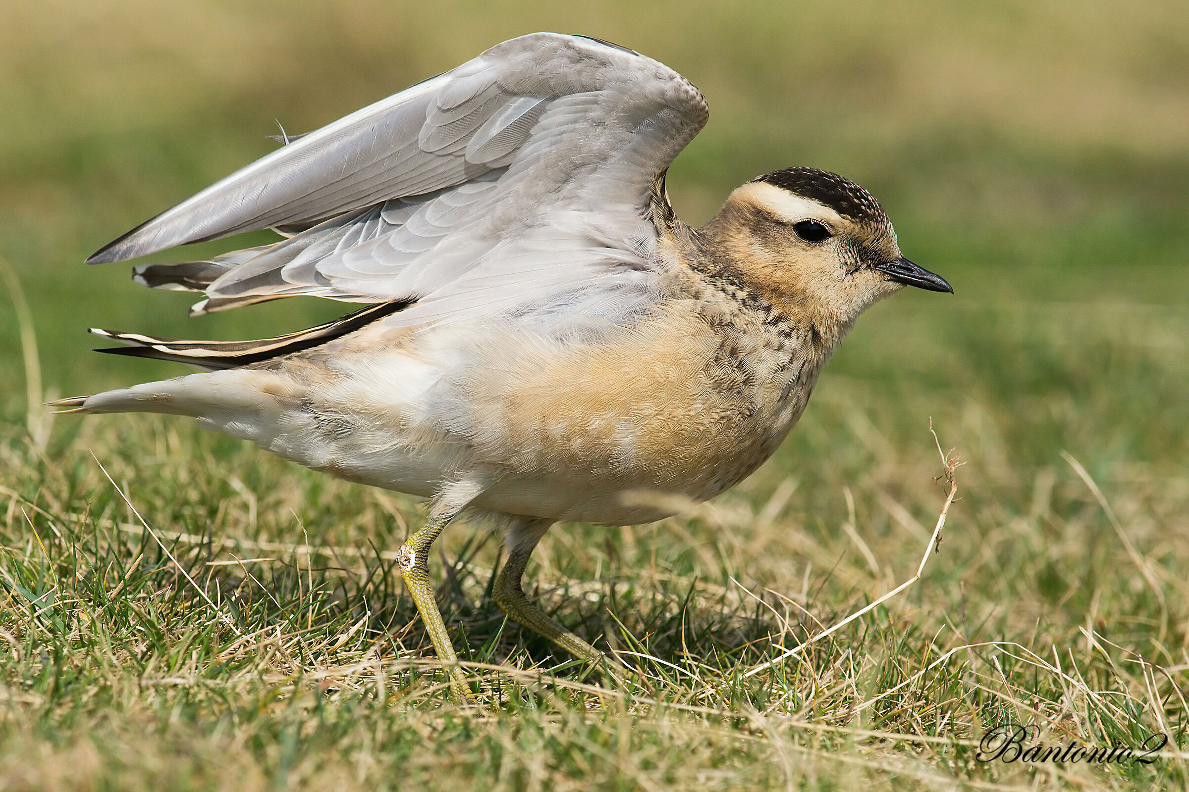 Plper tortolino6 (Charadrius morinellus).