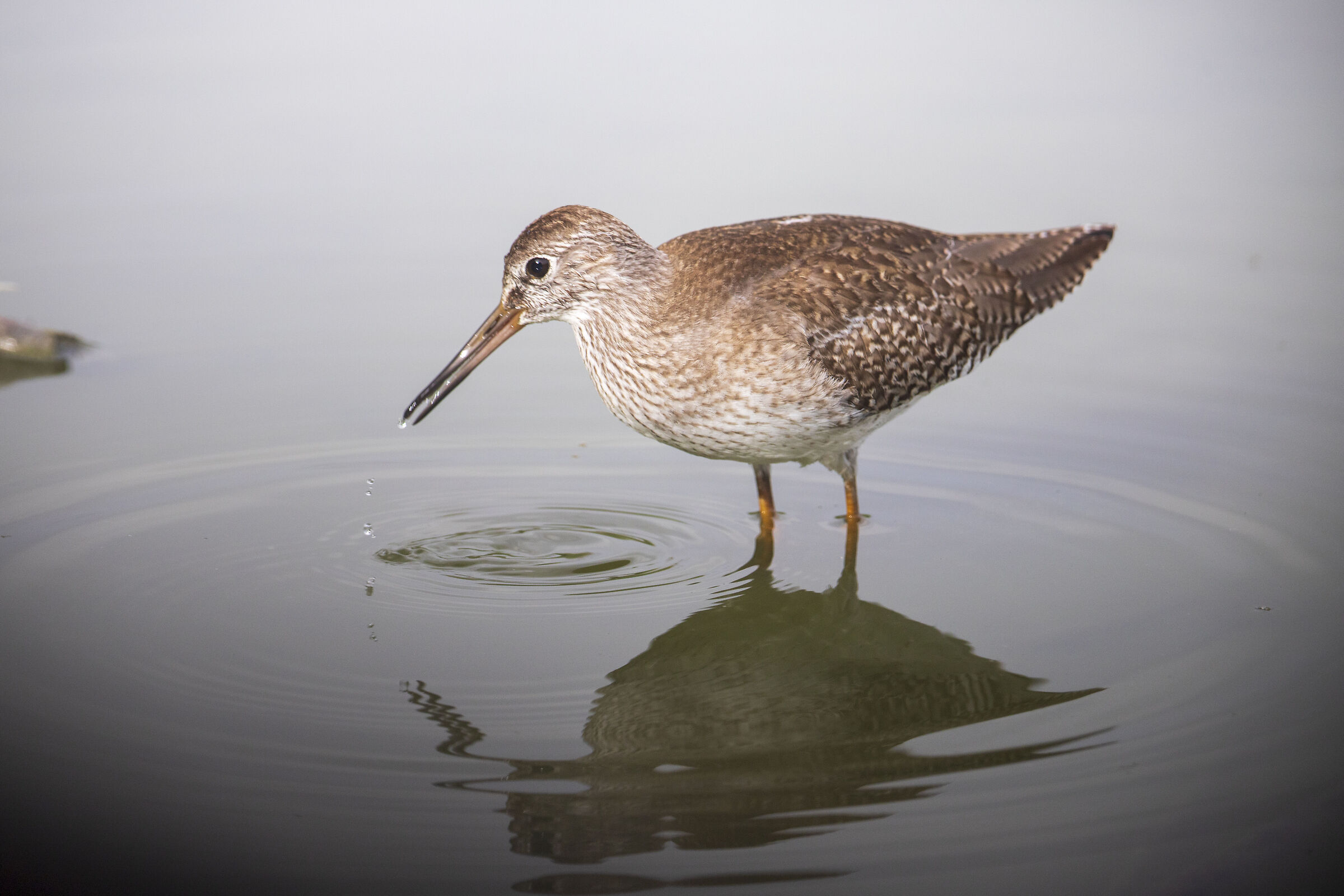 Gossip (Tringa totanus)
