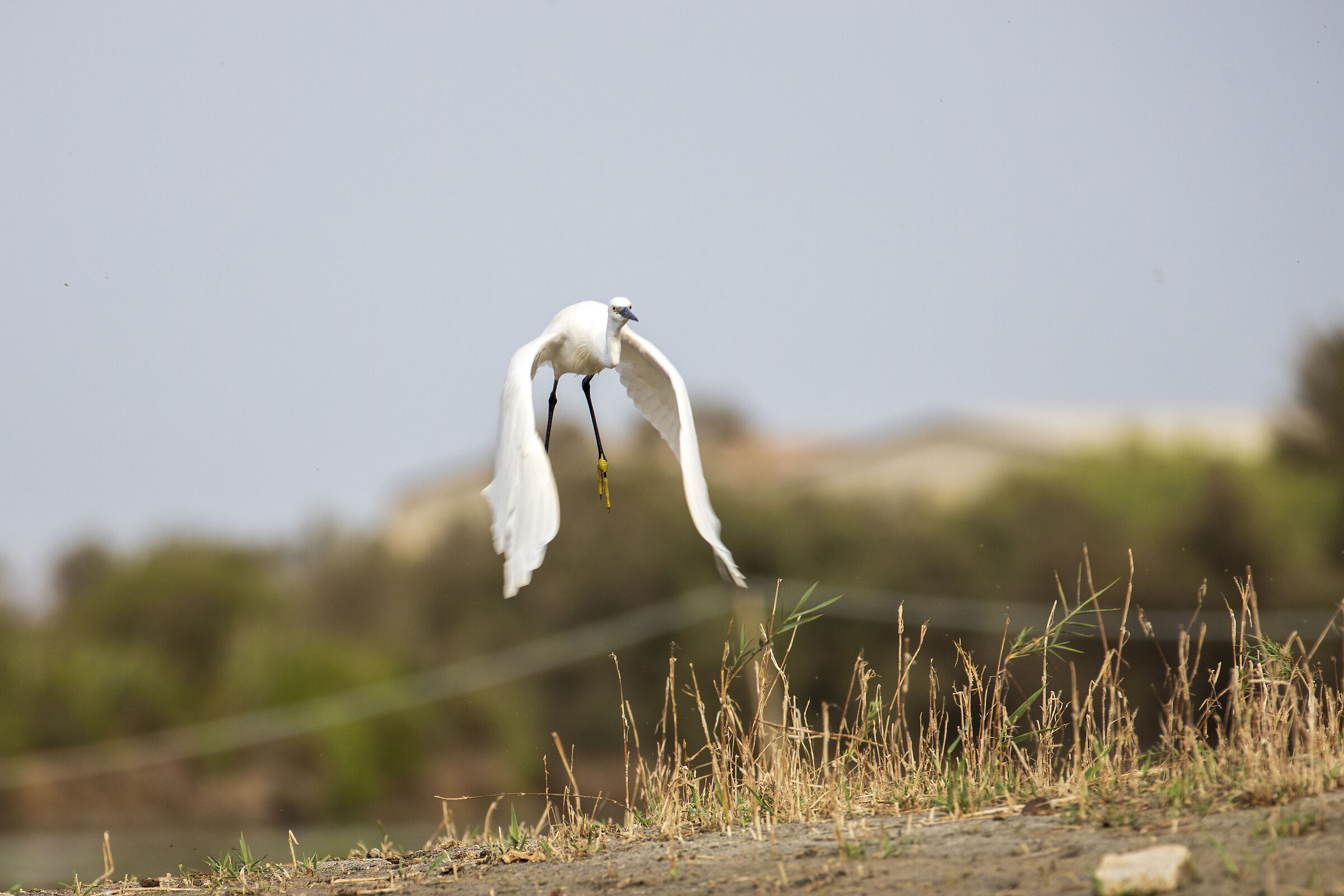 Egretta Egret