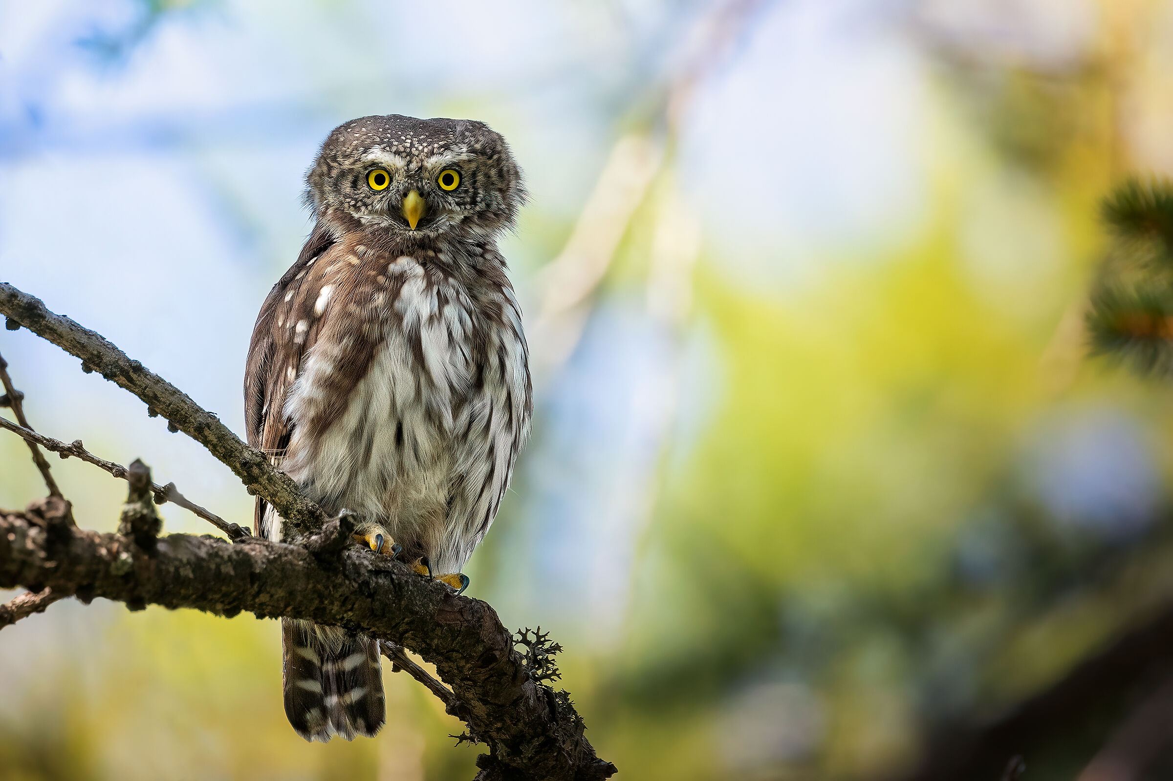 Il folletto del bosco