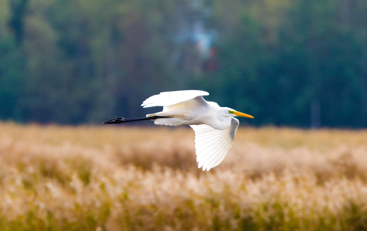 Airona bianco maggiore