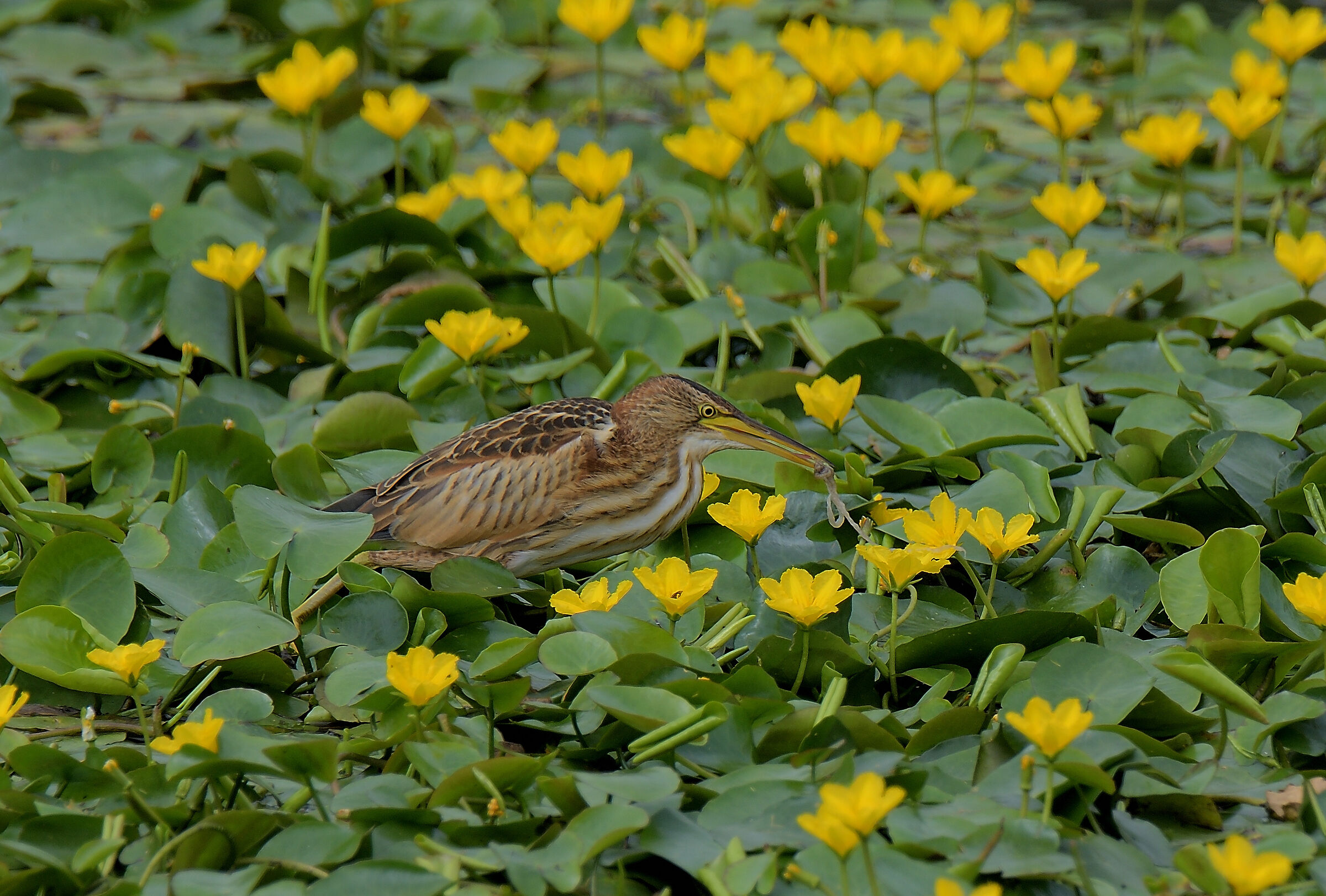 tarabusina in mezzo ai fiori dello stagno