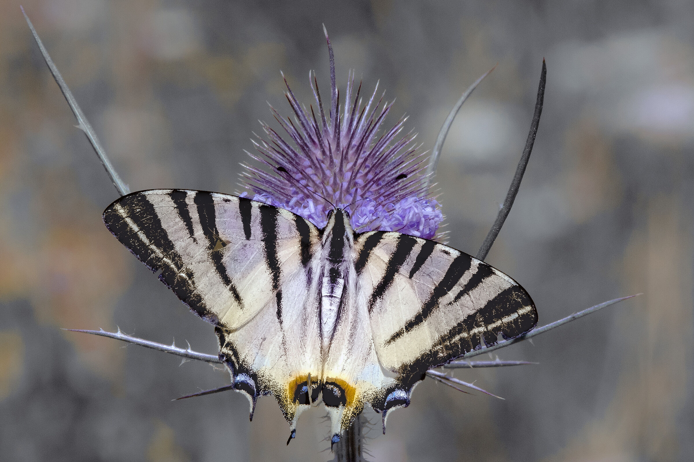 Podalirio (Iphiclides podalirius)