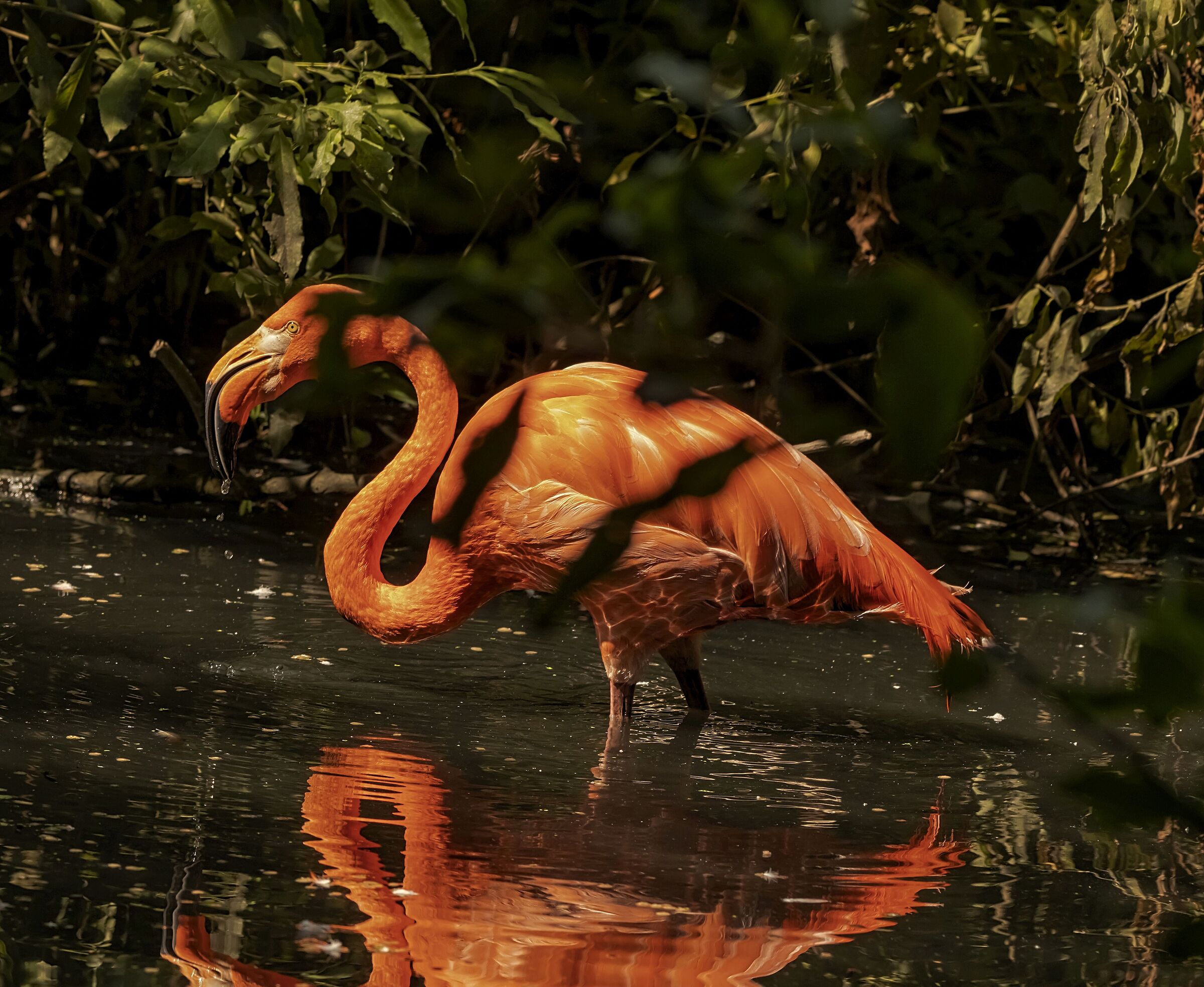 Flamingo Pink 12/08/2021 Oasi Sant'Alessio (PV)