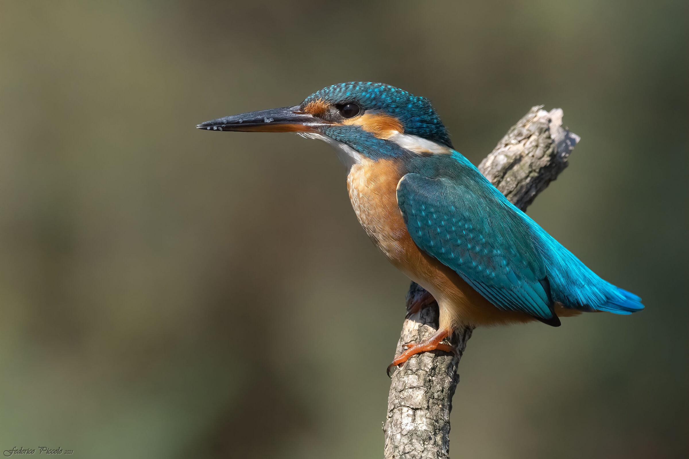 Kingfisher