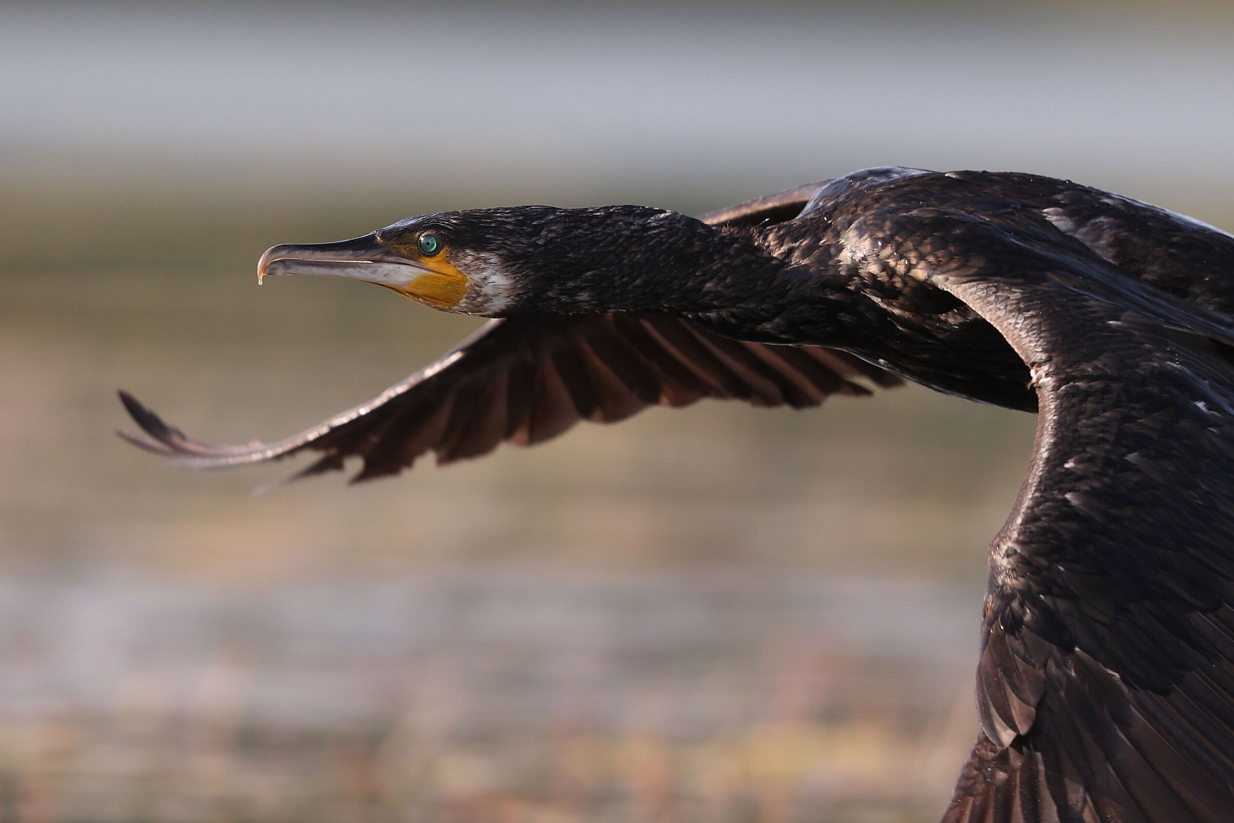 Cormorano