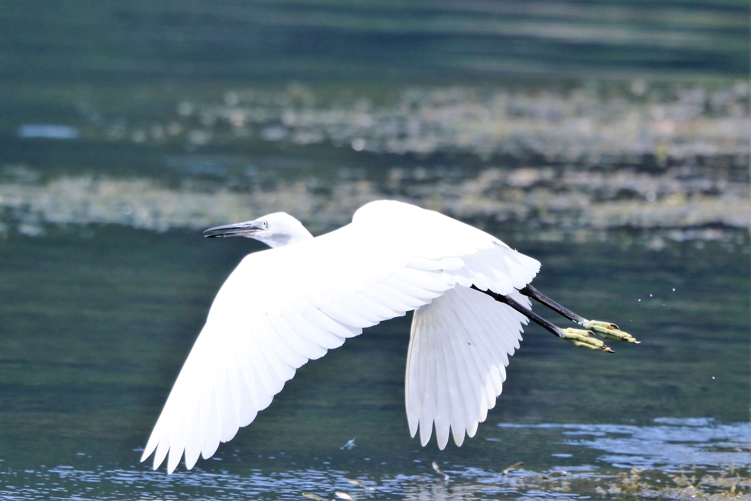 Egret