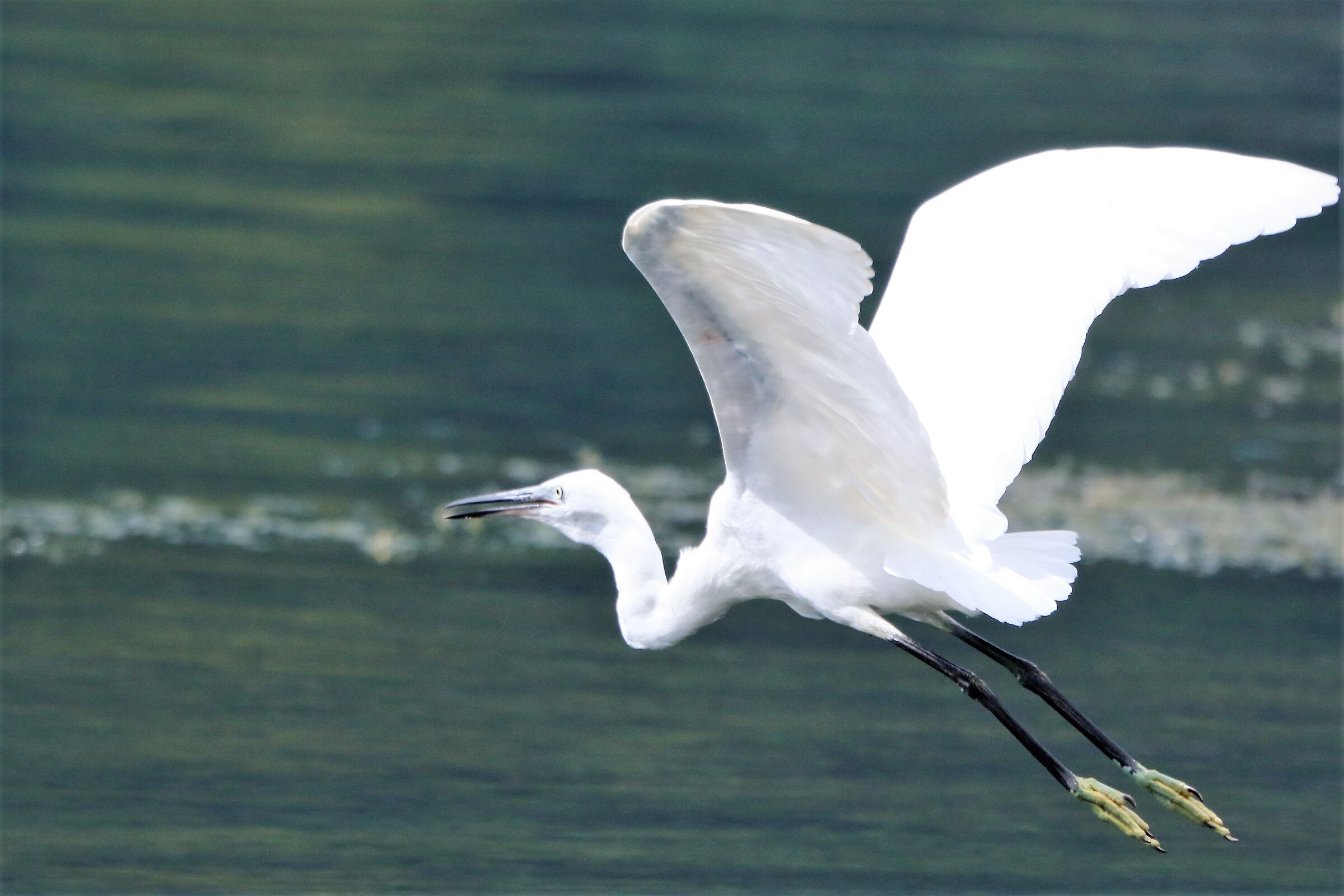Egret