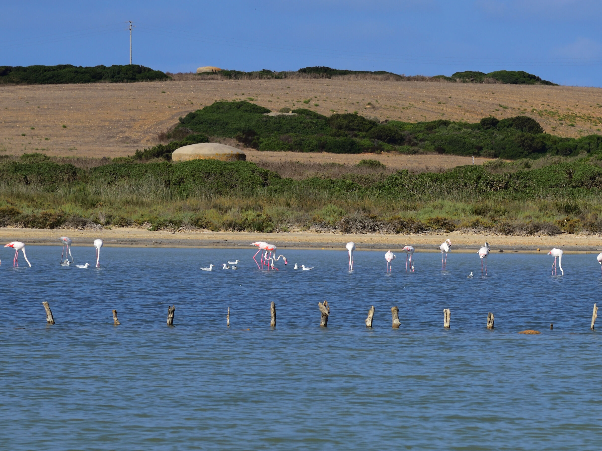 stagno delle Saline (ss) con fenicotteri 1