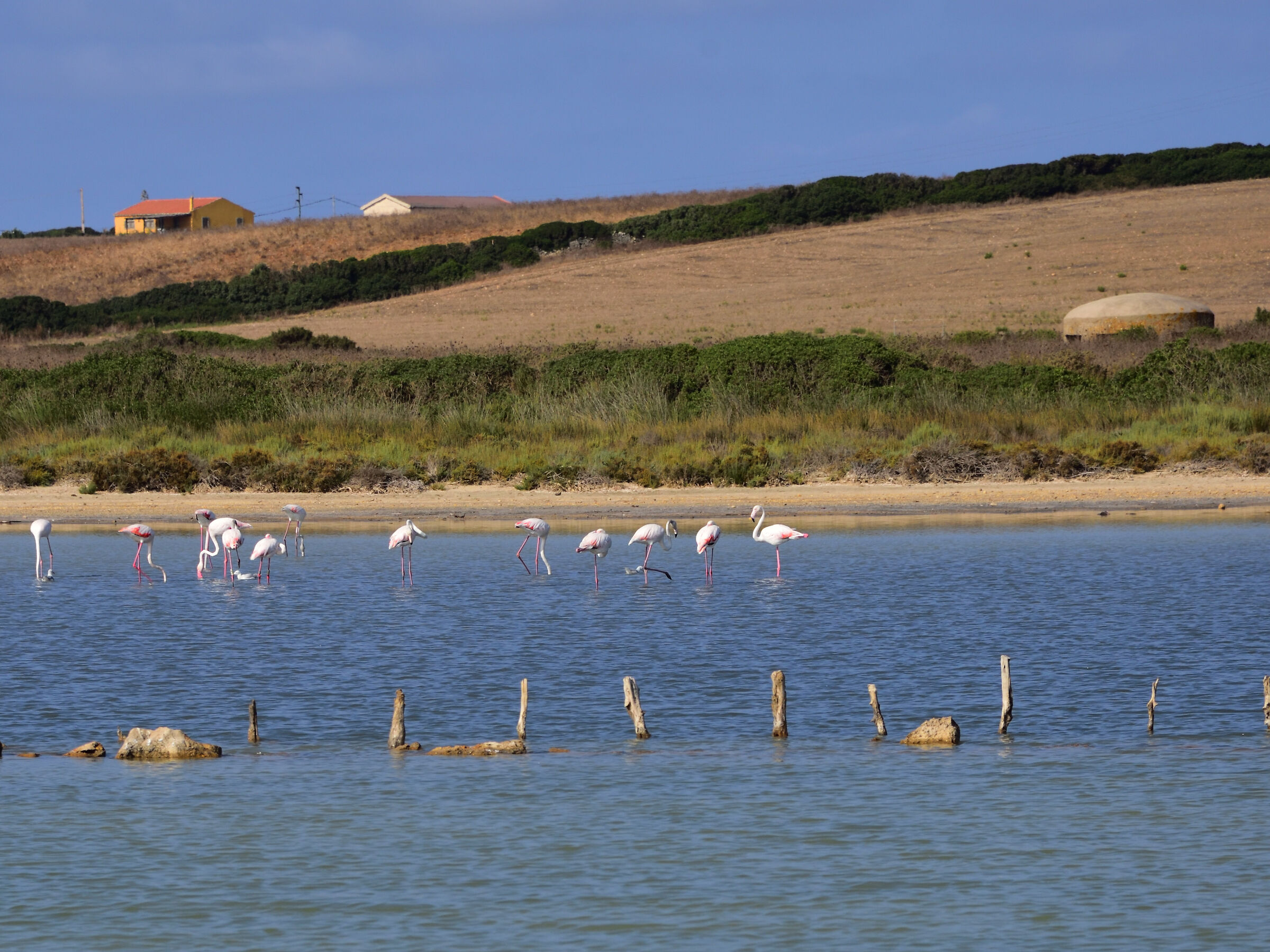 stagno delle Saline (ss) con fenicotteri 2