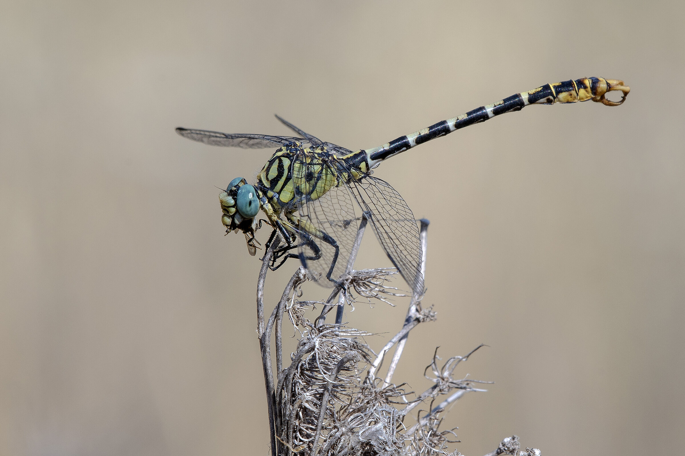 Forcipated Gonfo (Onychogomphus forcipatus)